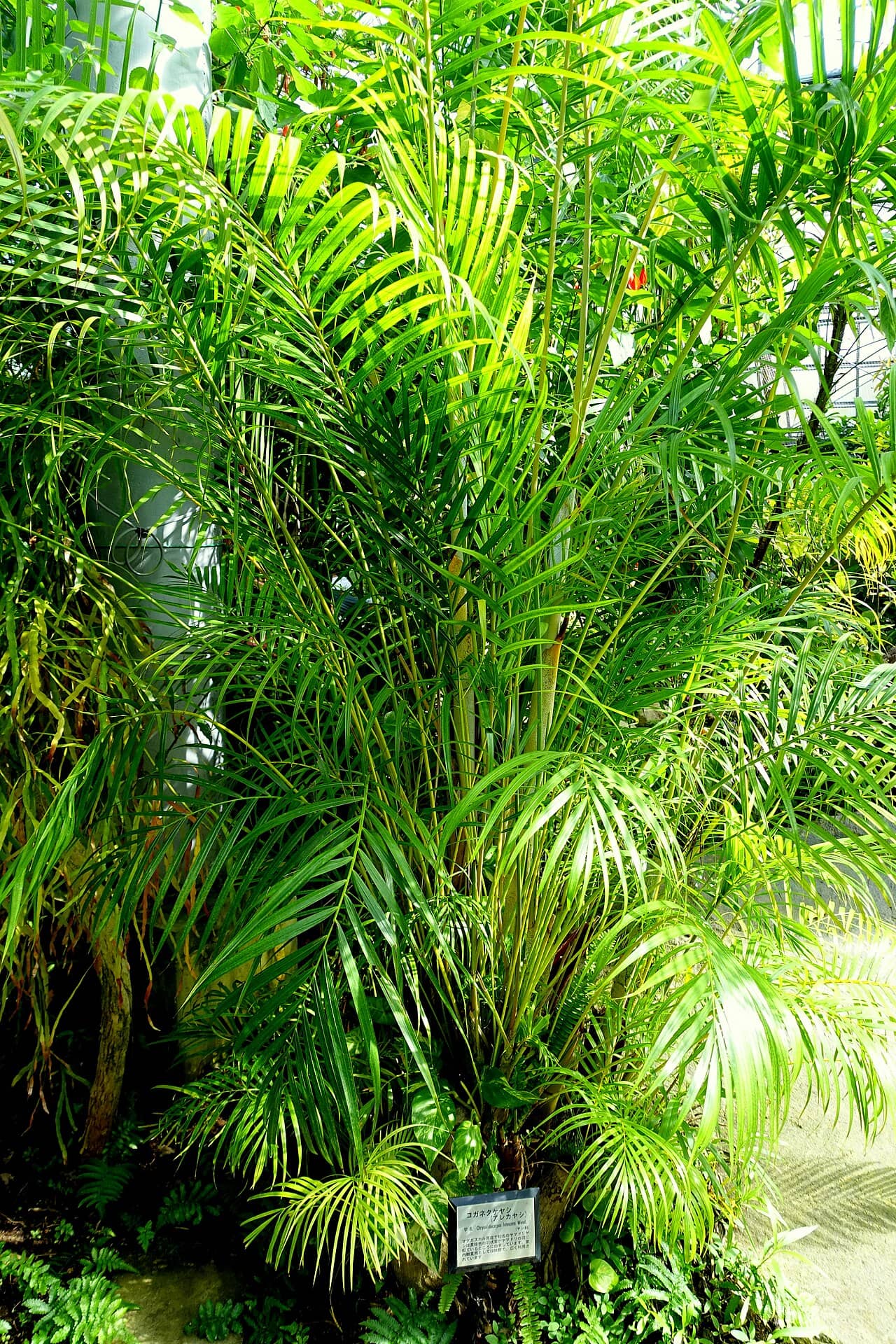 Close view of Areca palm (Dypsis lutescens) foliage.