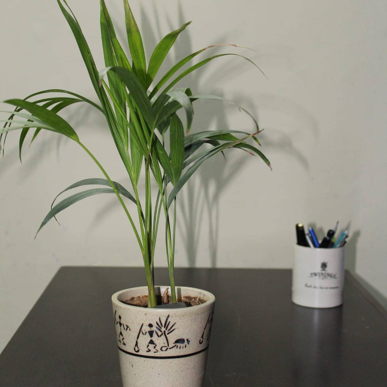 Areca palm (Dypsis lutescens) growing in a pot.