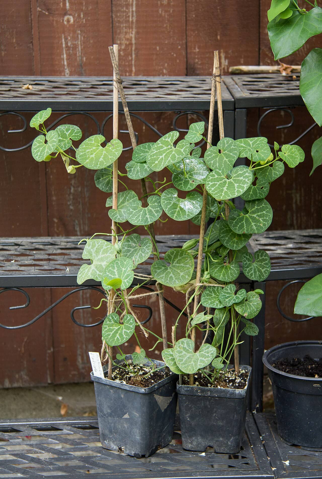 White Veined Hardy Dutchman's Pipe (Aristolochia fimbriata), the whole plant.