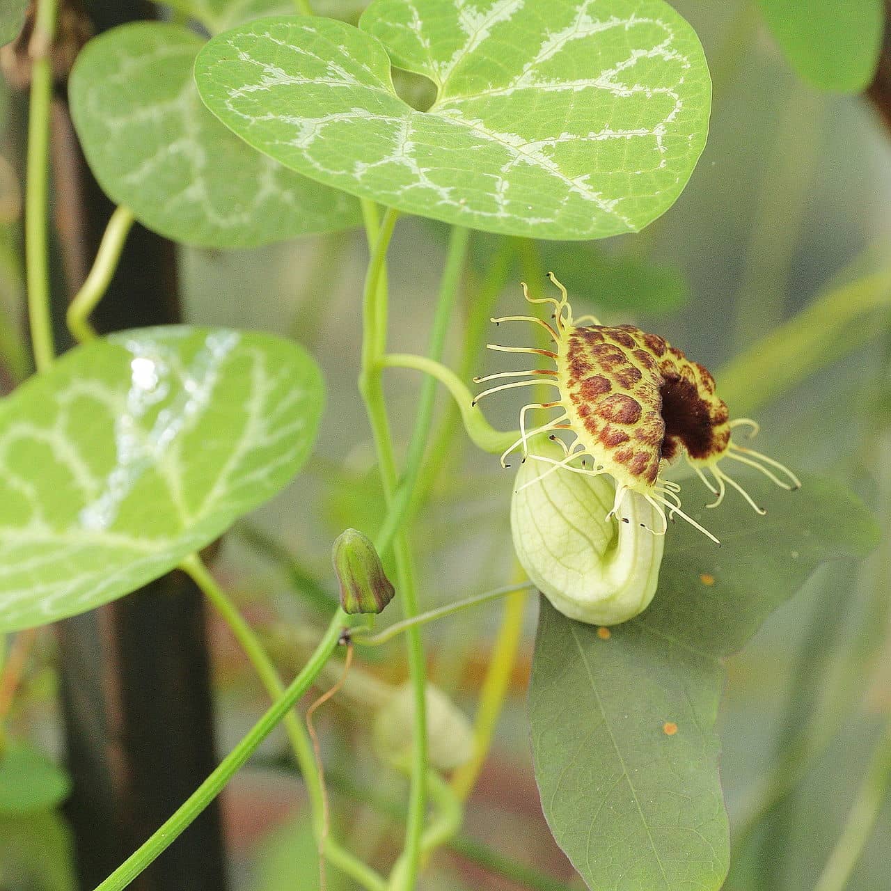 Flowers of White Veined Hardy Dutchman's Pipe (Aristolochia fimbriata).