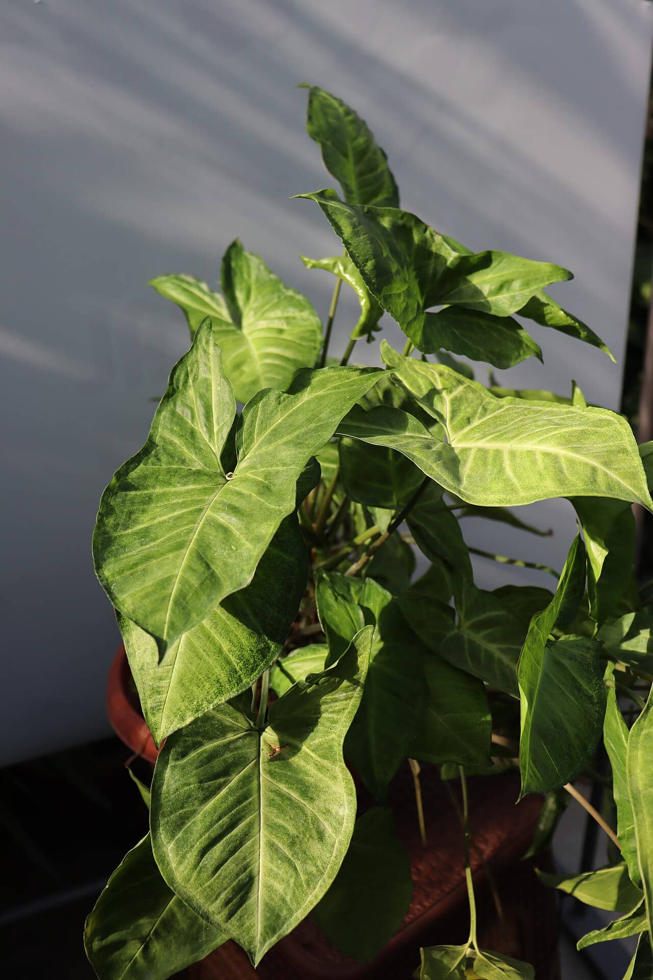 Arrowhead plant (Syngonium podophyllum), the whole plant.