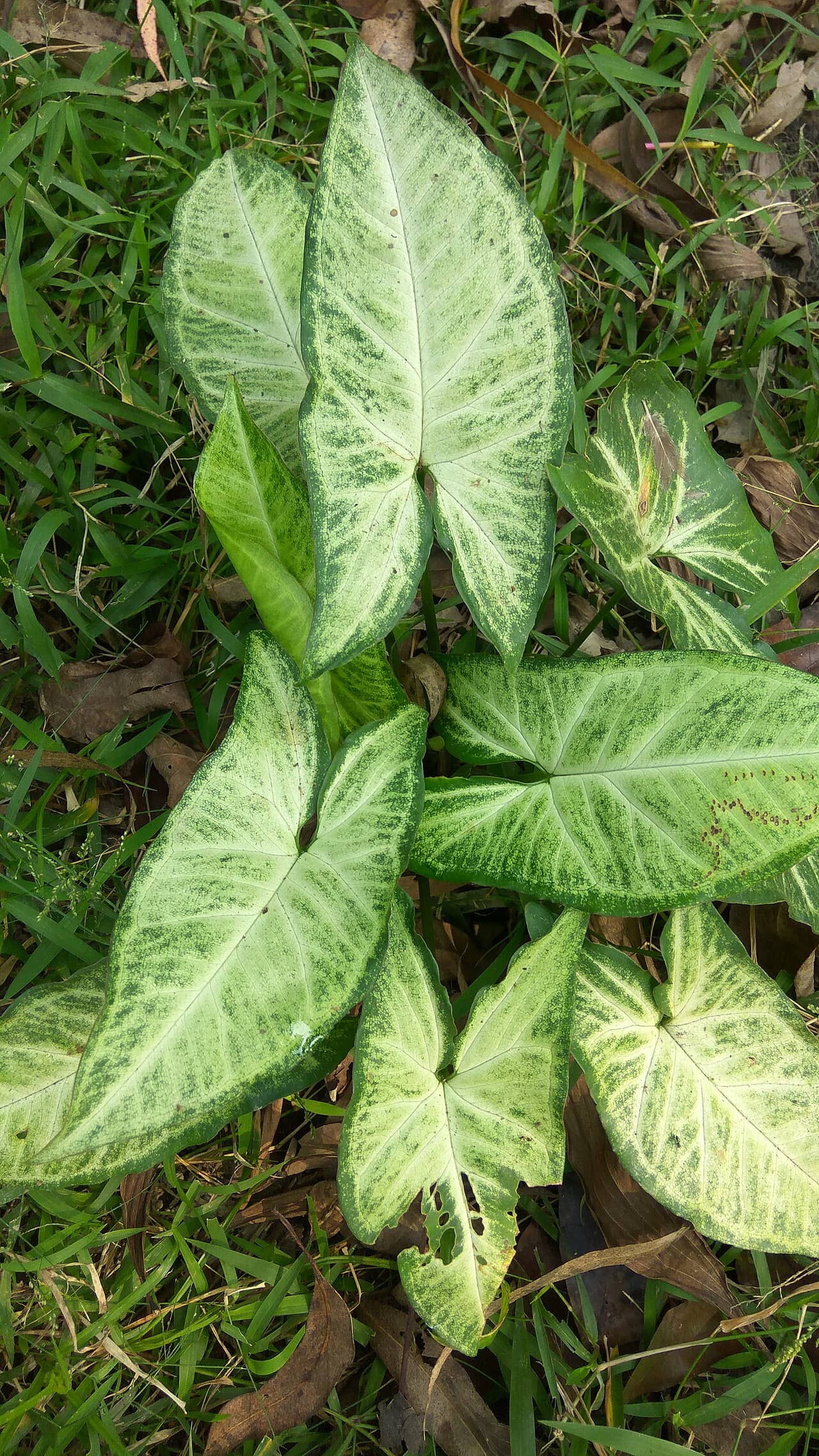 Close view of Arrowhead plant (Syngonium podophyllum) foliage.