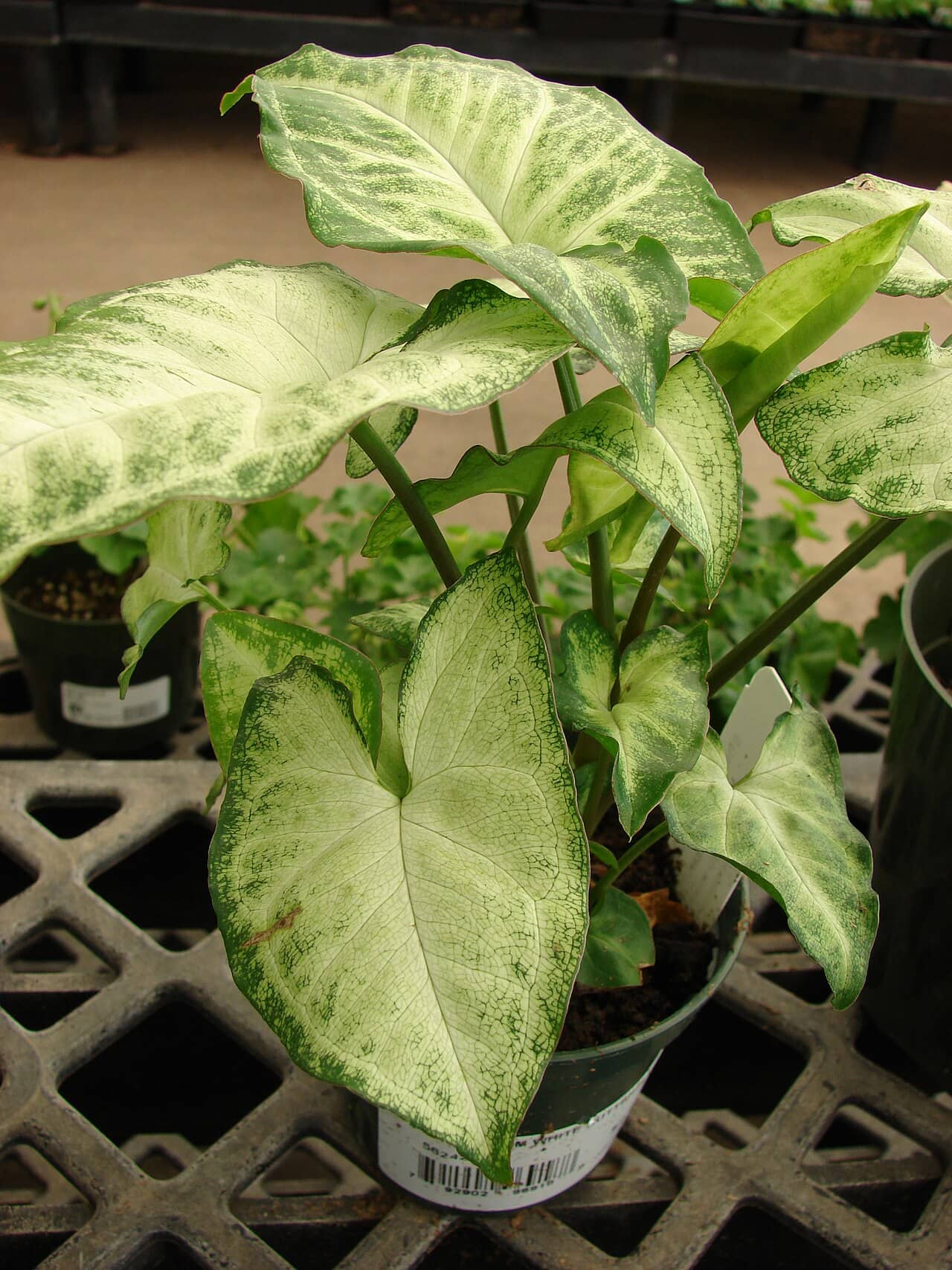 Arrowhead plant (Syngonium podophyllum) growing in a pot.