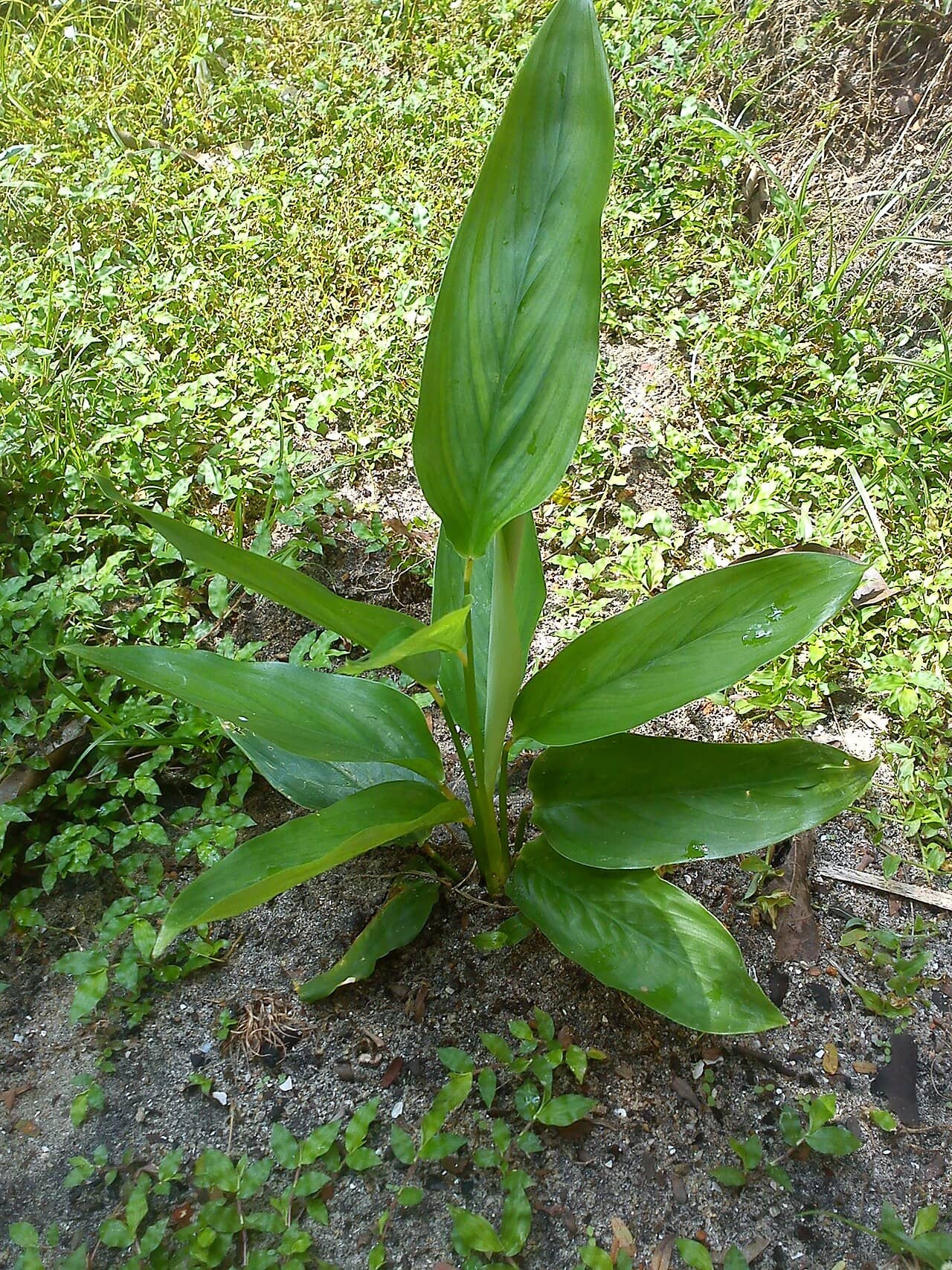 Arrowroot (Maranta arundinacea), the whole plant.