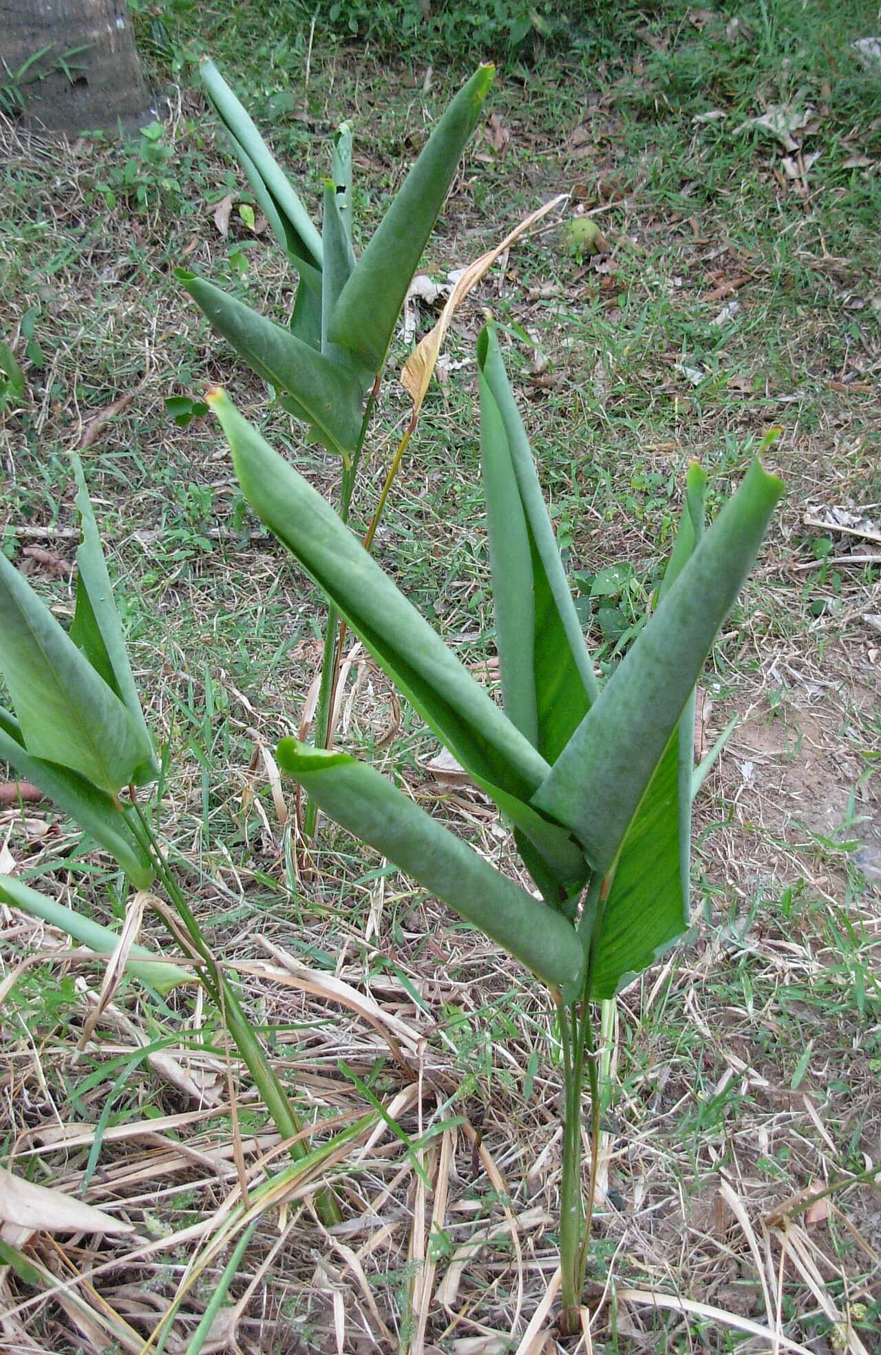 Close view of Arrowroot (Maranta arundinacea) foliage.
