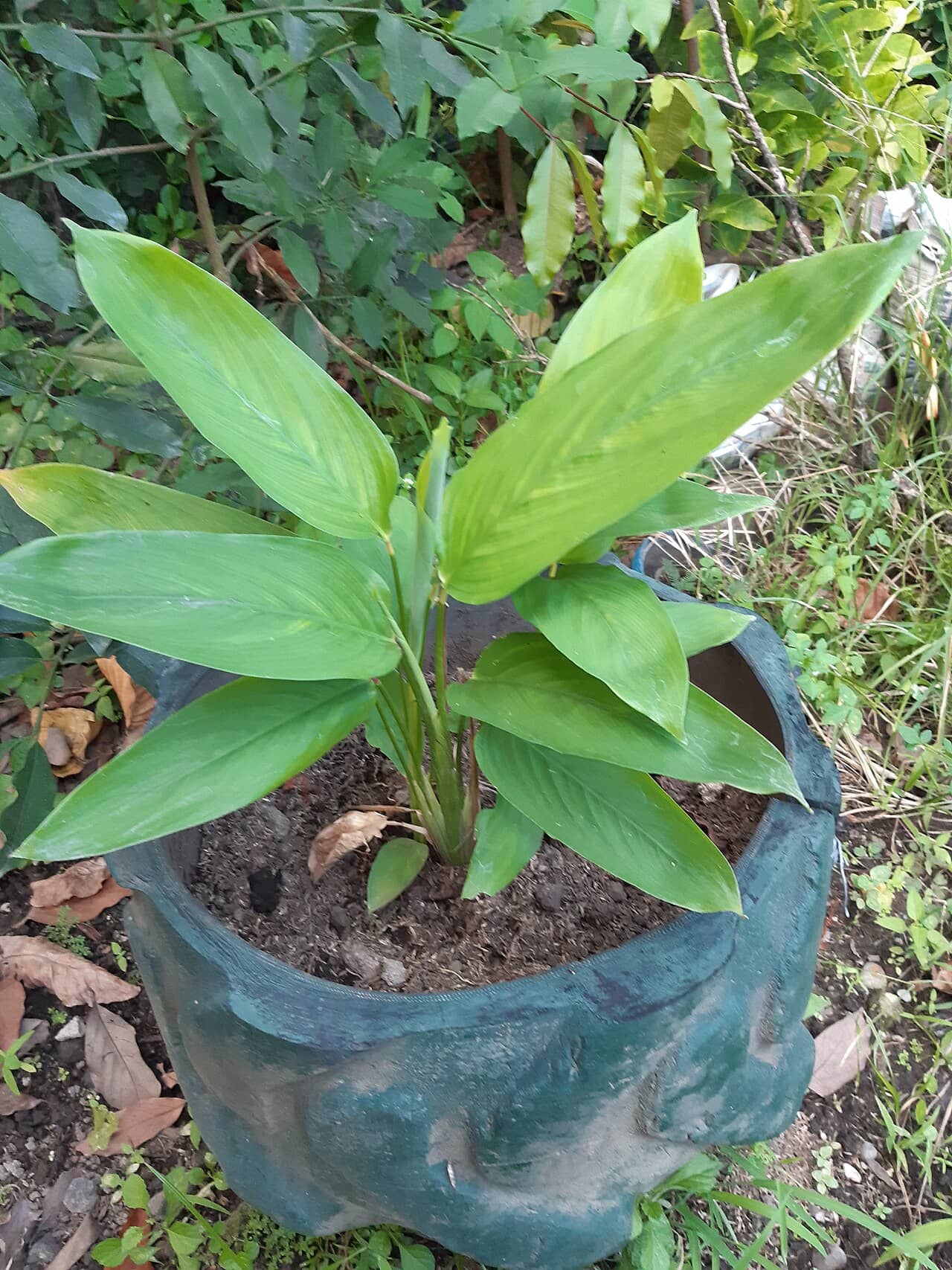 Arrowroot (Maranta arundinacea) growing in a pot.