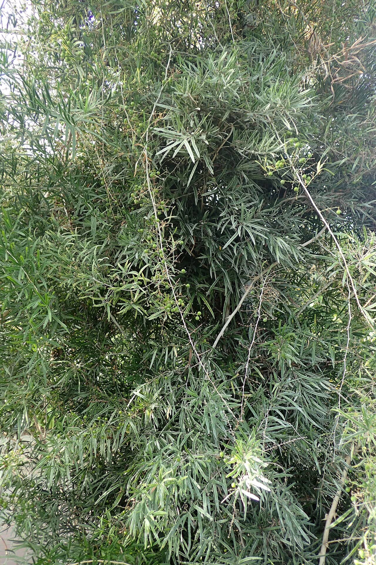 Asparagus falcatus (Asparagus falcatus), the whole plant.