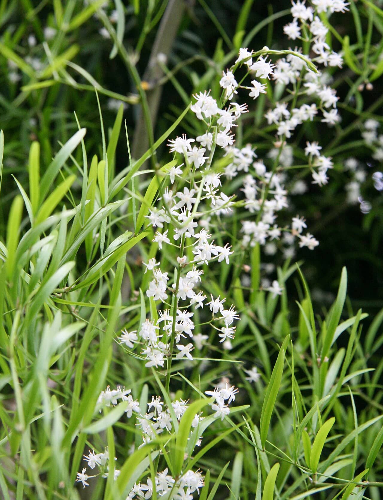 Flowers of Asparagus falcatus (Asparagus falcatus).