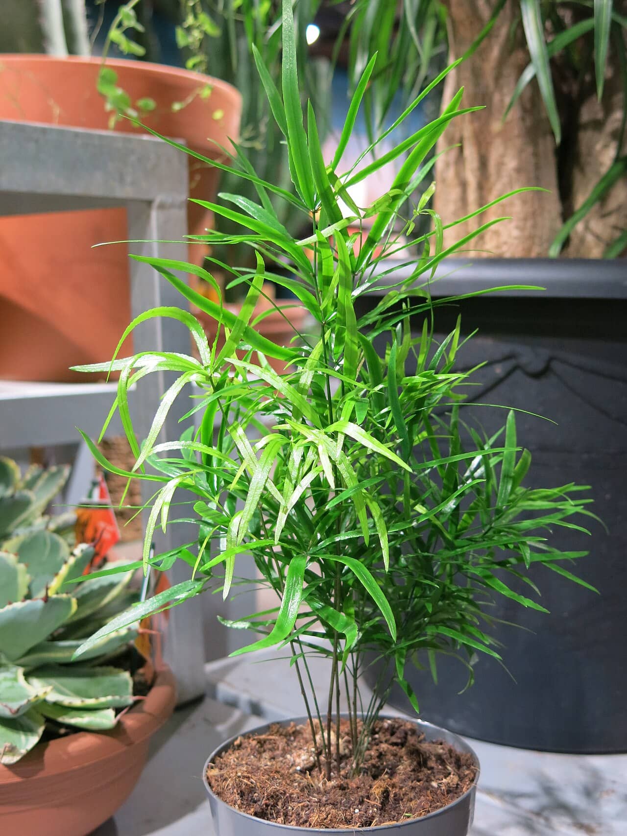 Asparagus falcatus (Asparagus falcatus) growing in a pot.