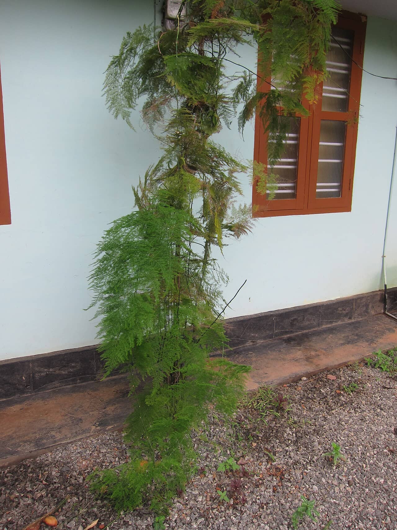 Asparagus fern (Asparagus setaceus), the whole plant.