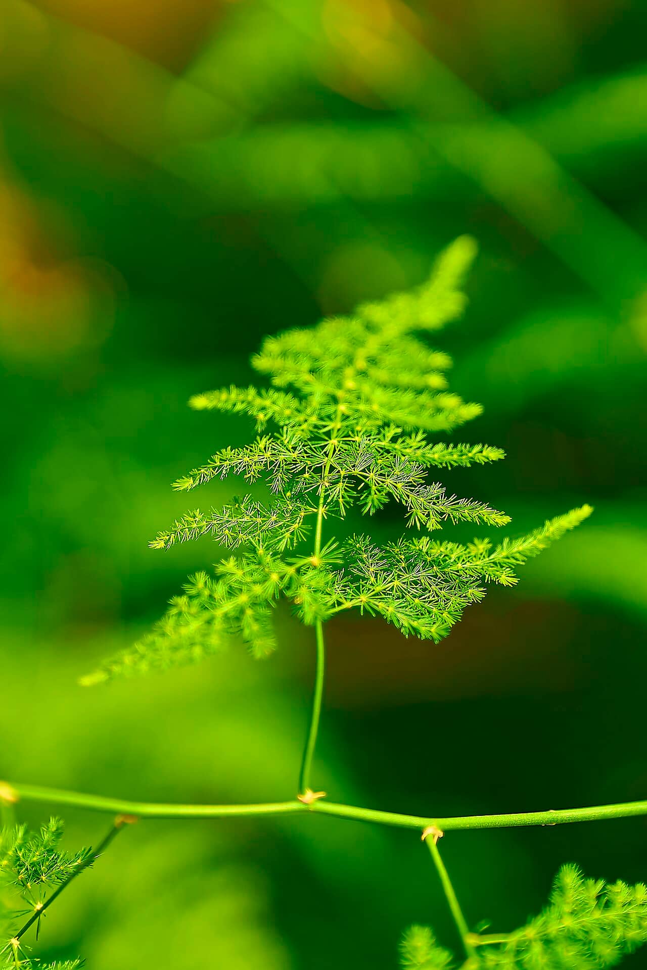 Close view of Asparagus fern (Asparagus setaceus) foliage.