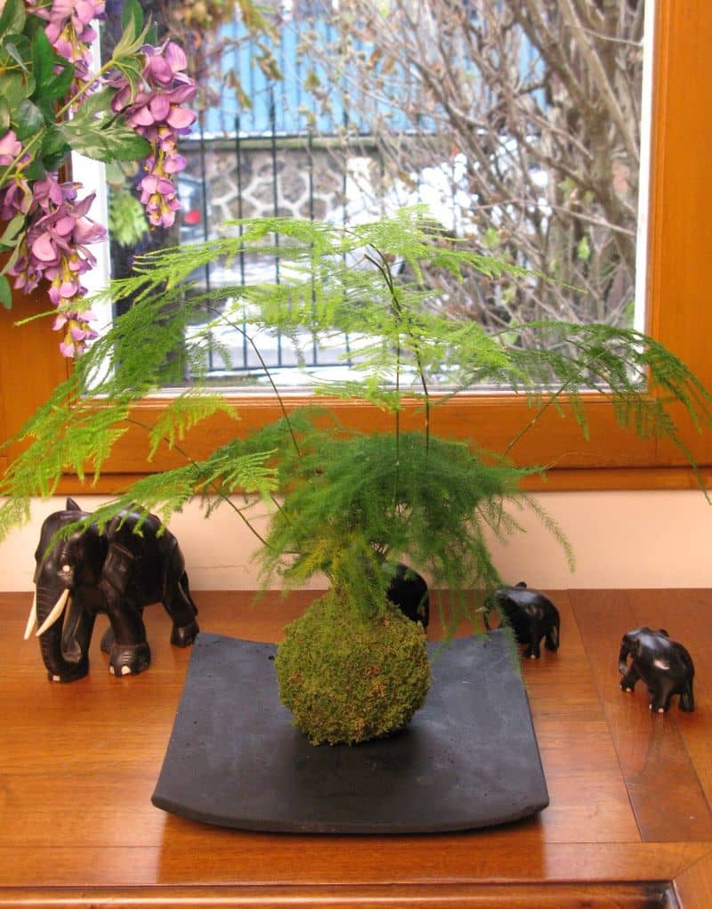 Asparagus fern (Asparagus setaceus) growing in a pot.