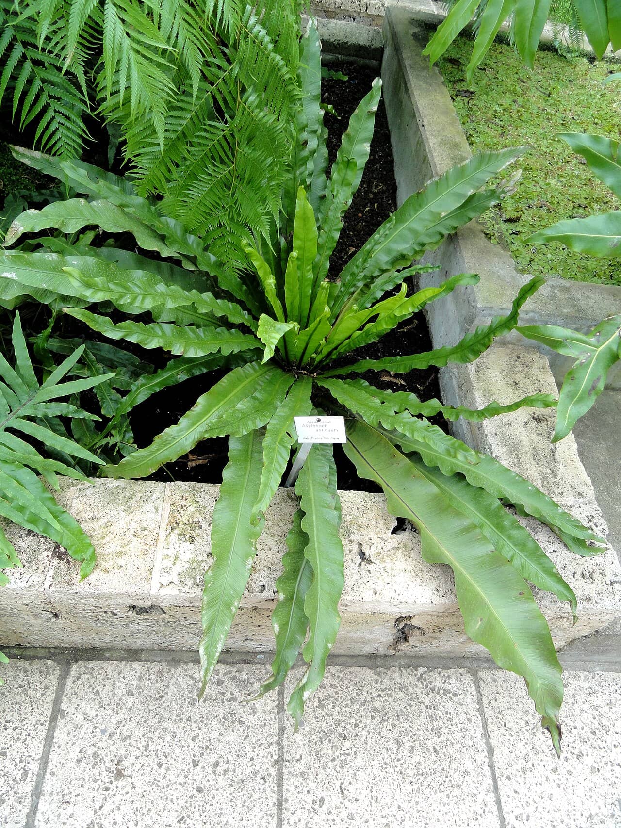 Asplenium antiquum (Asplenium antiquum), the whole plant.