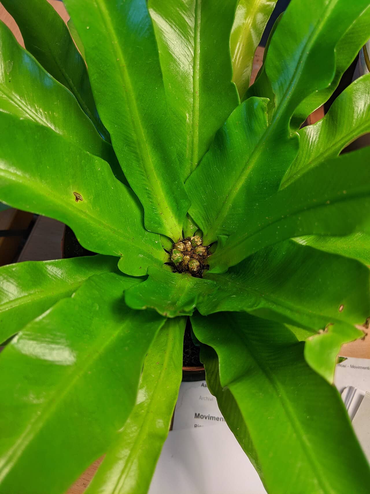 Close view of Asplenium antiquum (Asplenium antiquum) foliage.