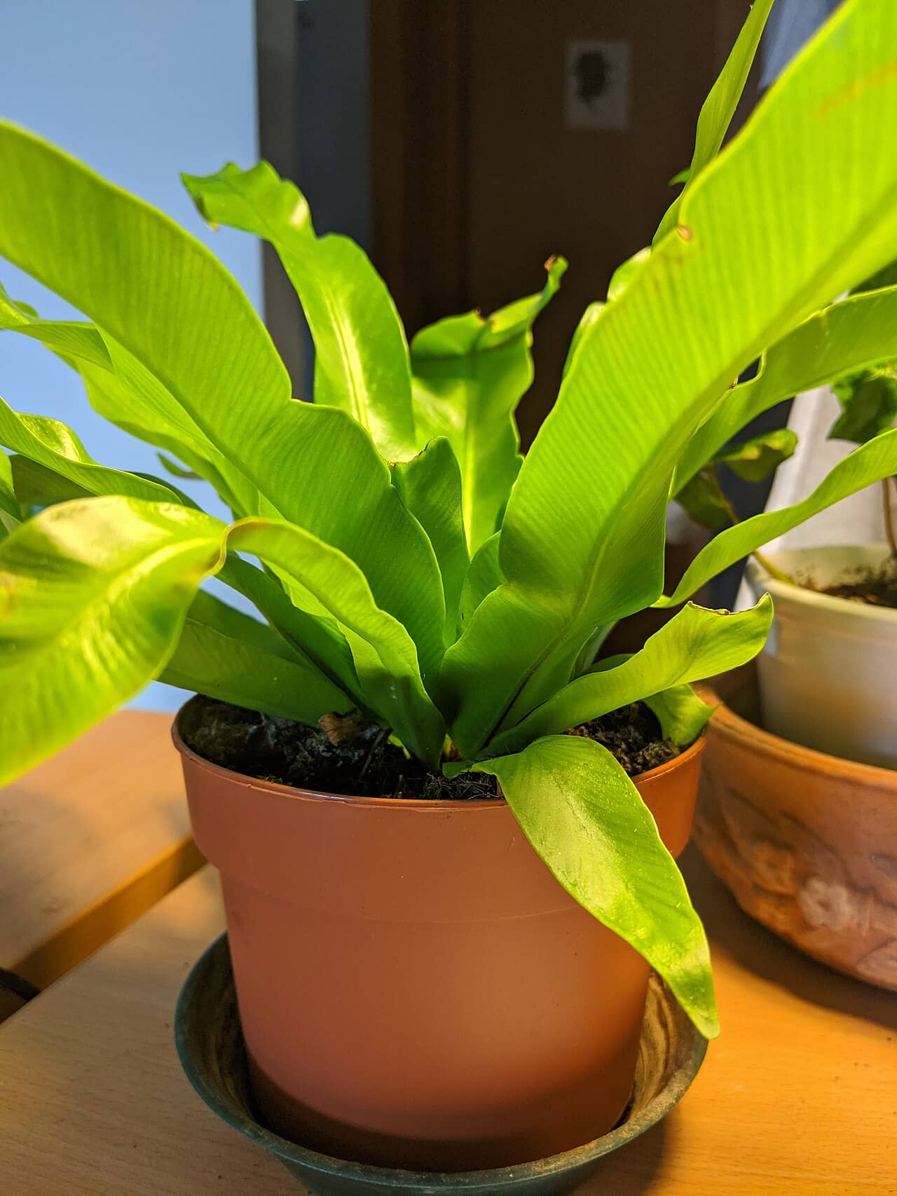 Asplenium antiquum (Asplenium antiquum) growing in a pot.