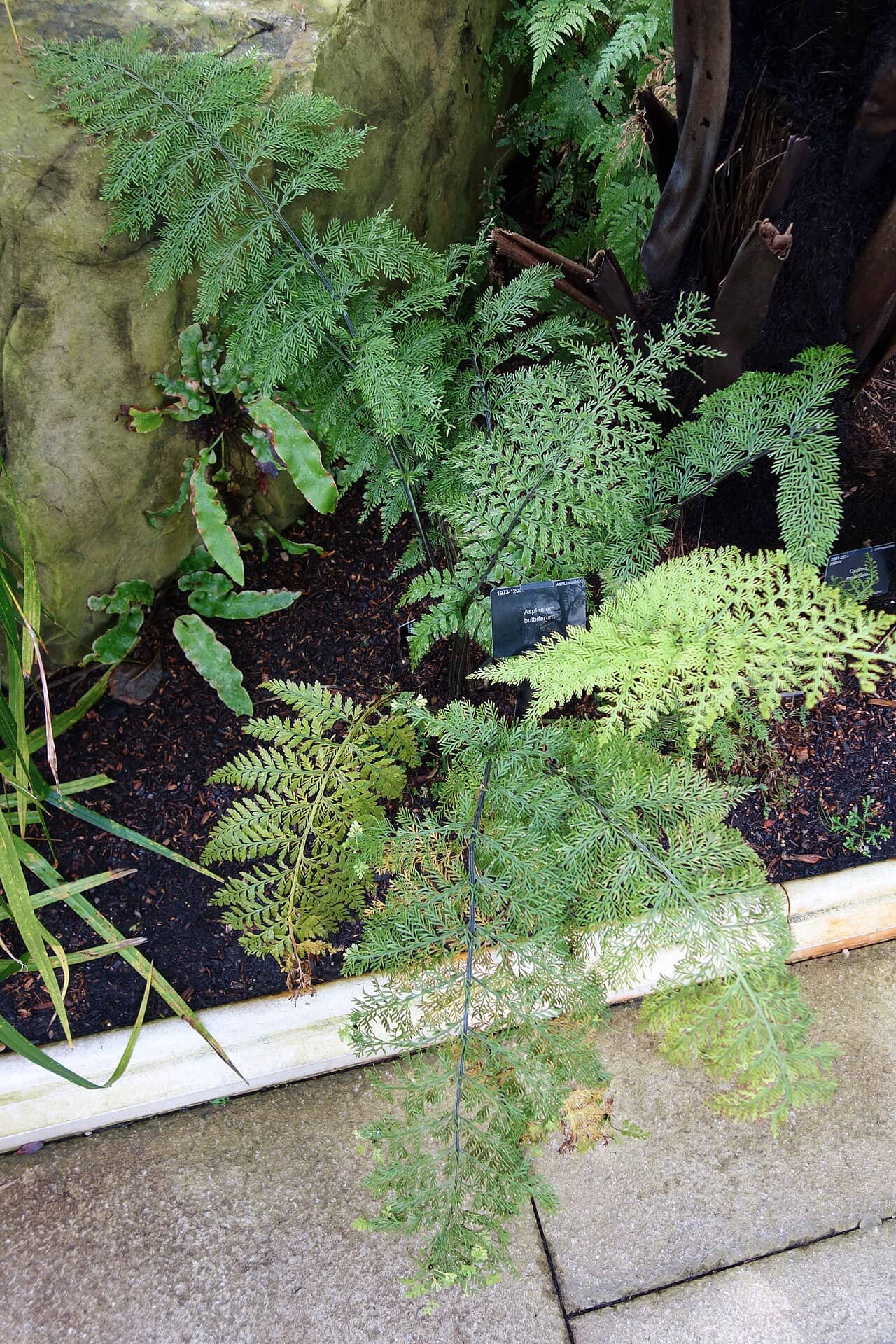 Hen and Chickens Fern (Asplenium bulbiferum), the whole plant.