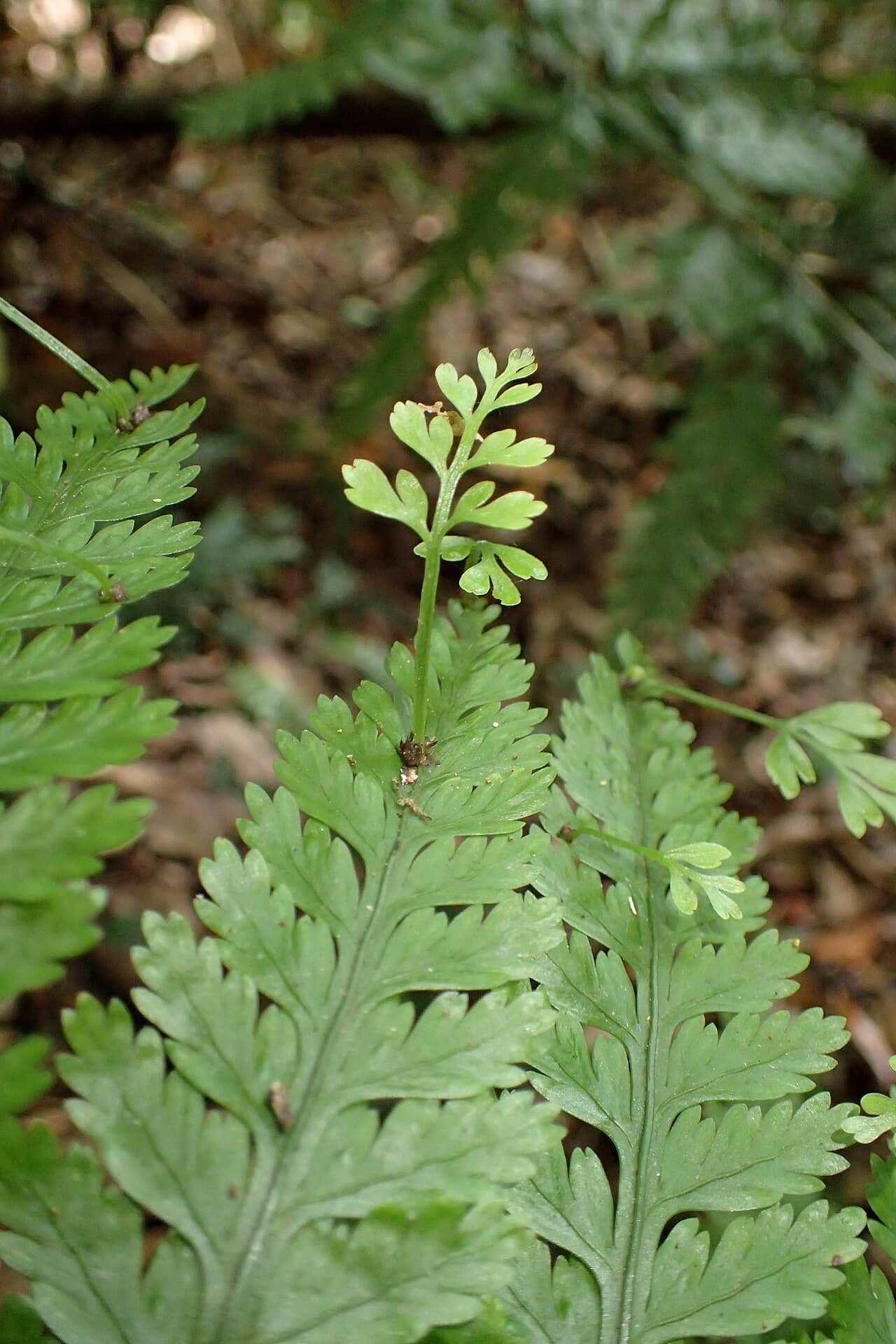 Close view of Hen and Chickens Fern (Asplenium bulbiferum) foliage.