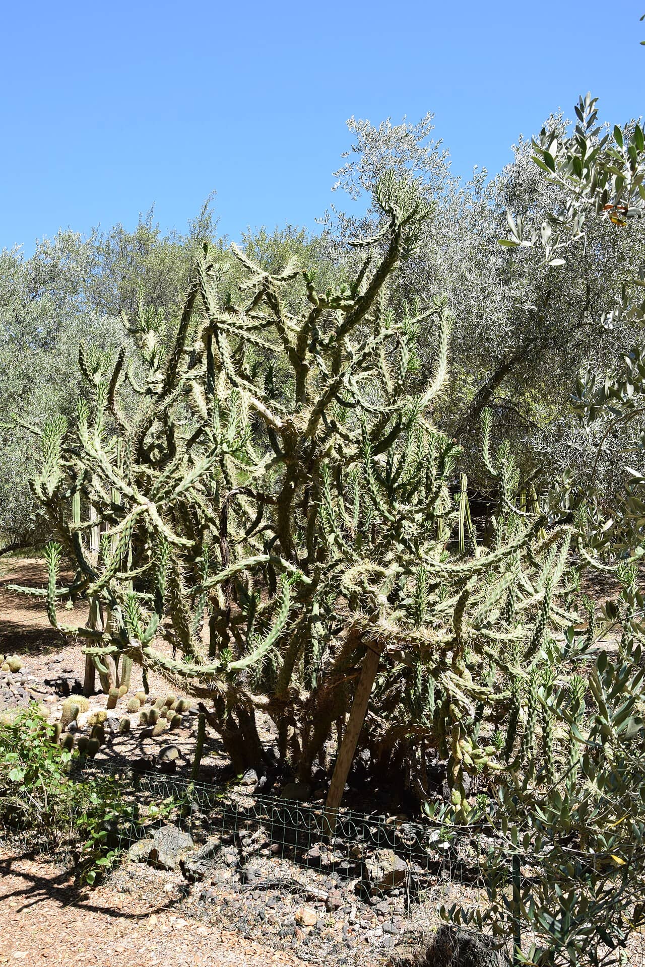 Eve's Needle (Austrocylindropuntia subulata), the whole plant.