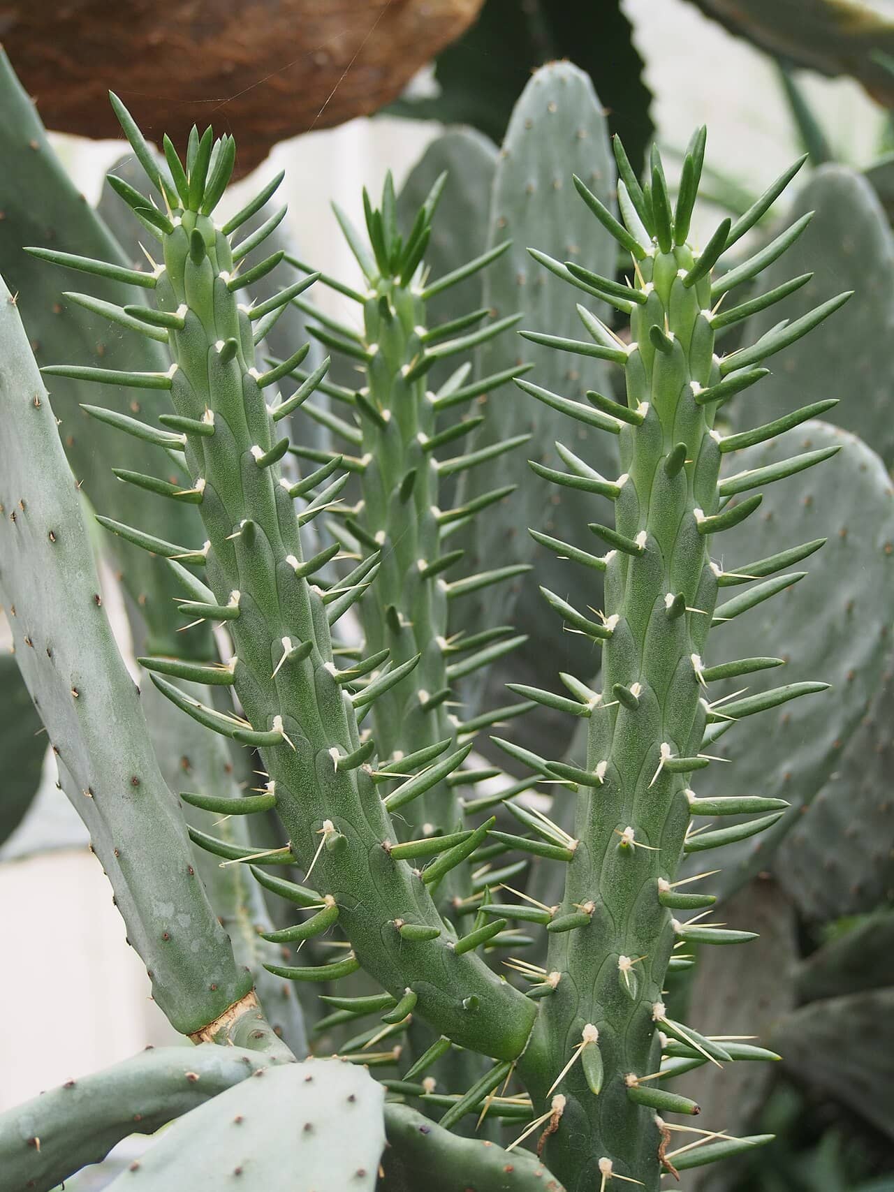 Close view of Eve's Needle (Austrocylindropuntia subulata) foliage.