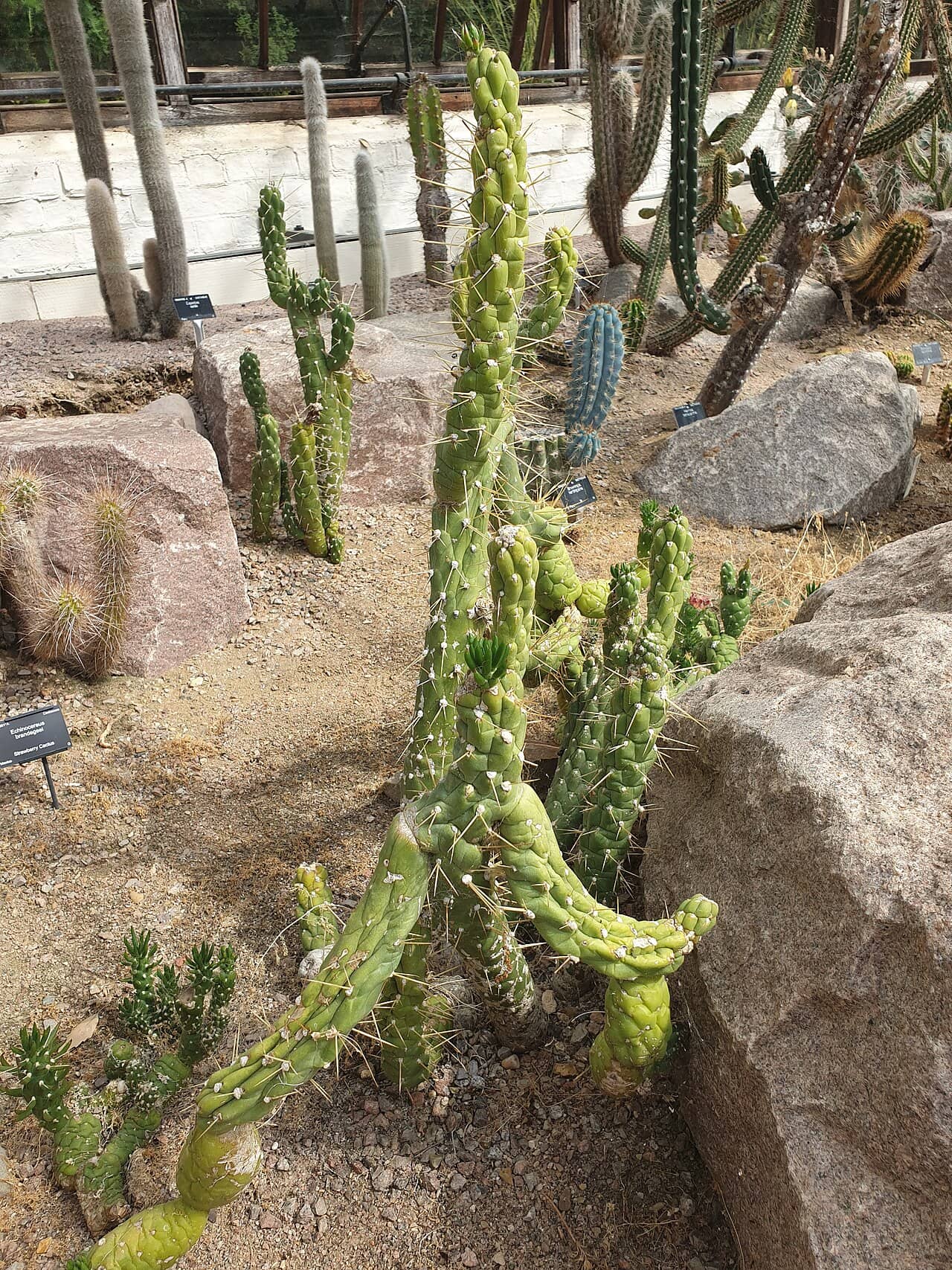 Eve's Needle (Austrocylindropuntia subulata) growing wild.