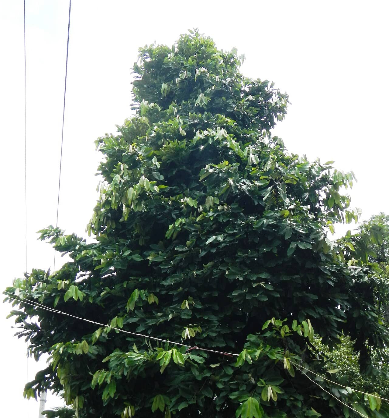 Avocado (Persea americana), the whole plant.