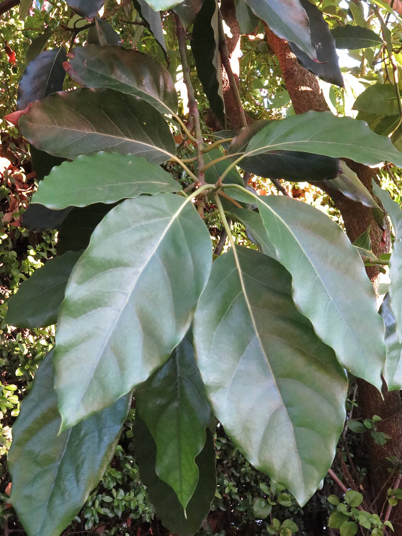 Close view of Avocado (Persea americana) foliage.
