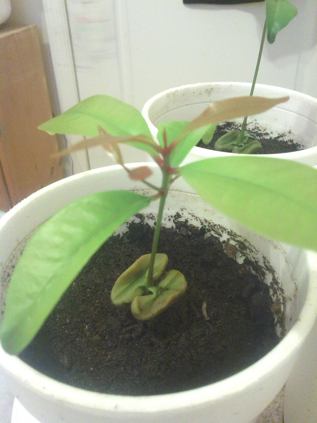 Avocado (Persea americana) growing in a pot.