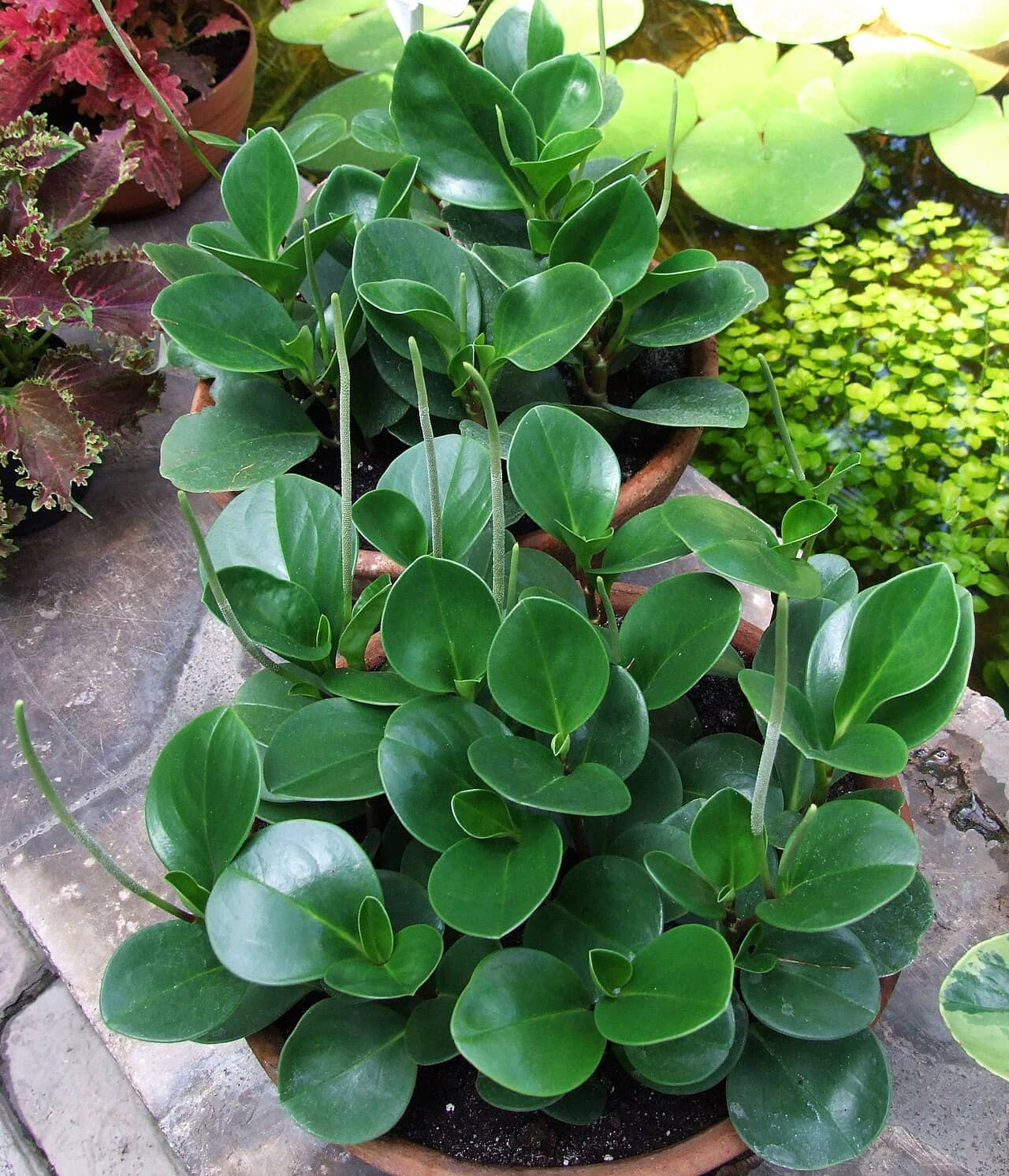 Baby rubber plant (Peperomia obtusifolia), the whole plant.
