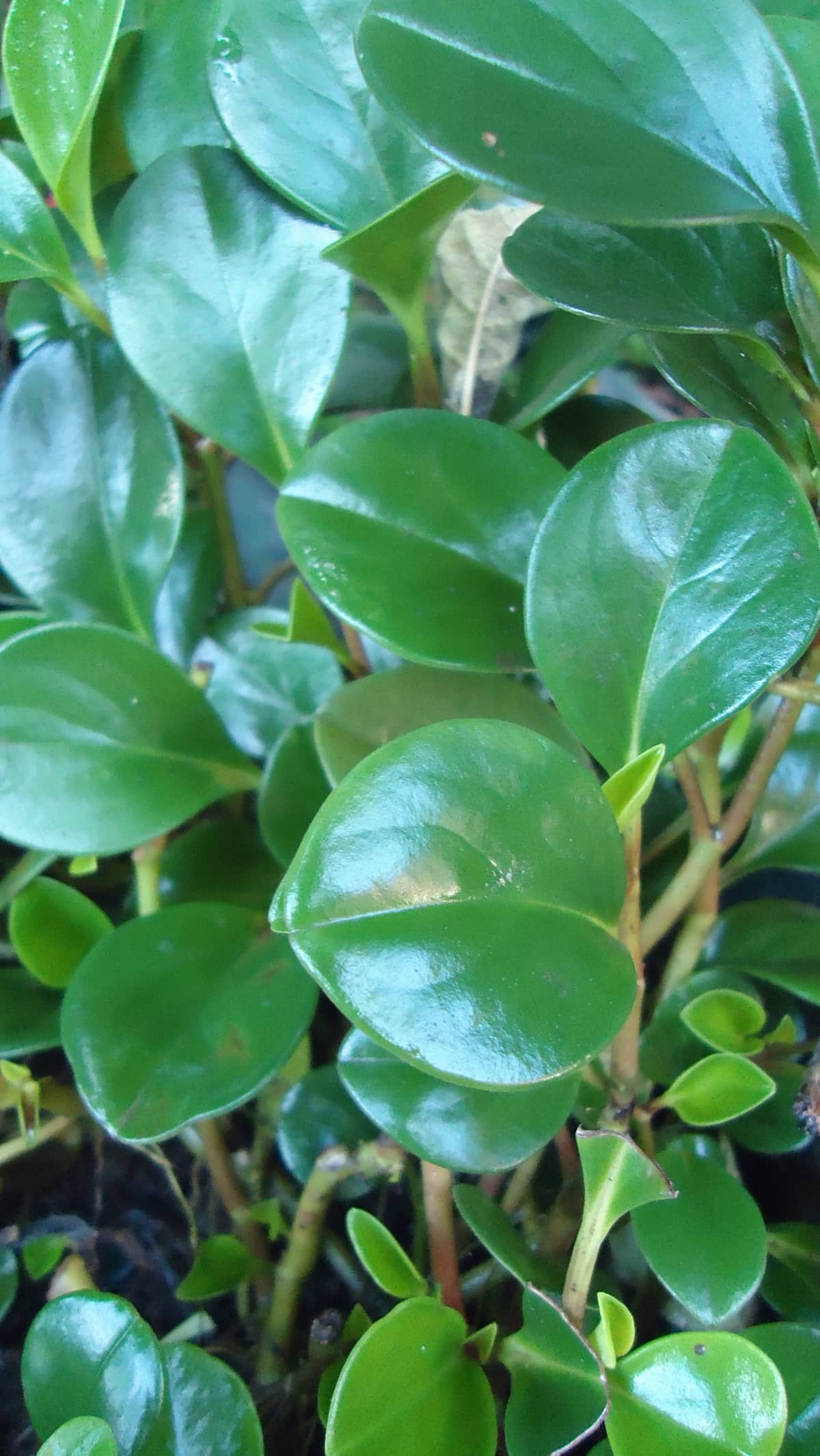 Close view of Baby rubber plant (Peperomia obtusifolia) foliage.