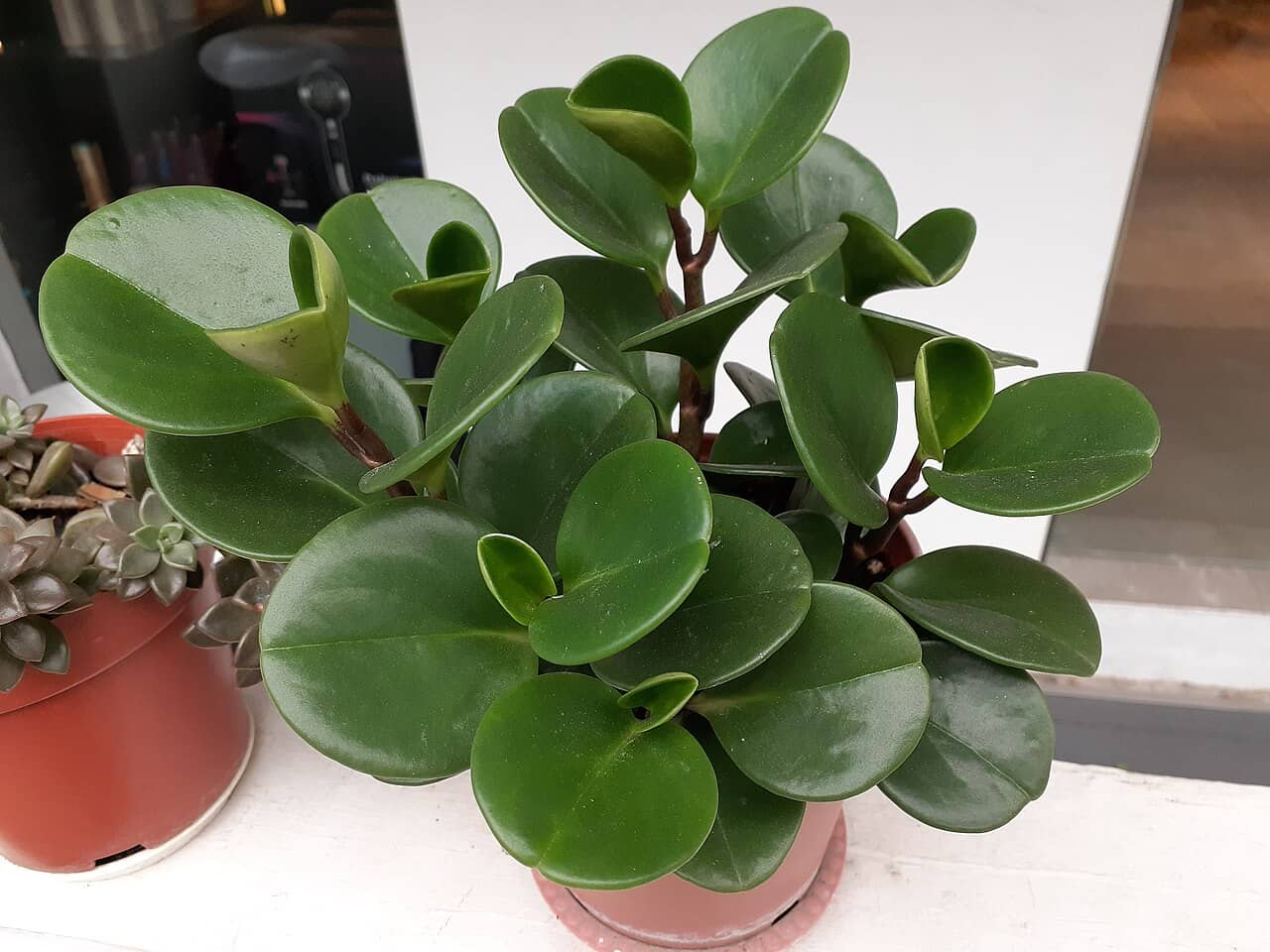 Baby rubber plant (Peperomia obtusifolia) growing in a pot.