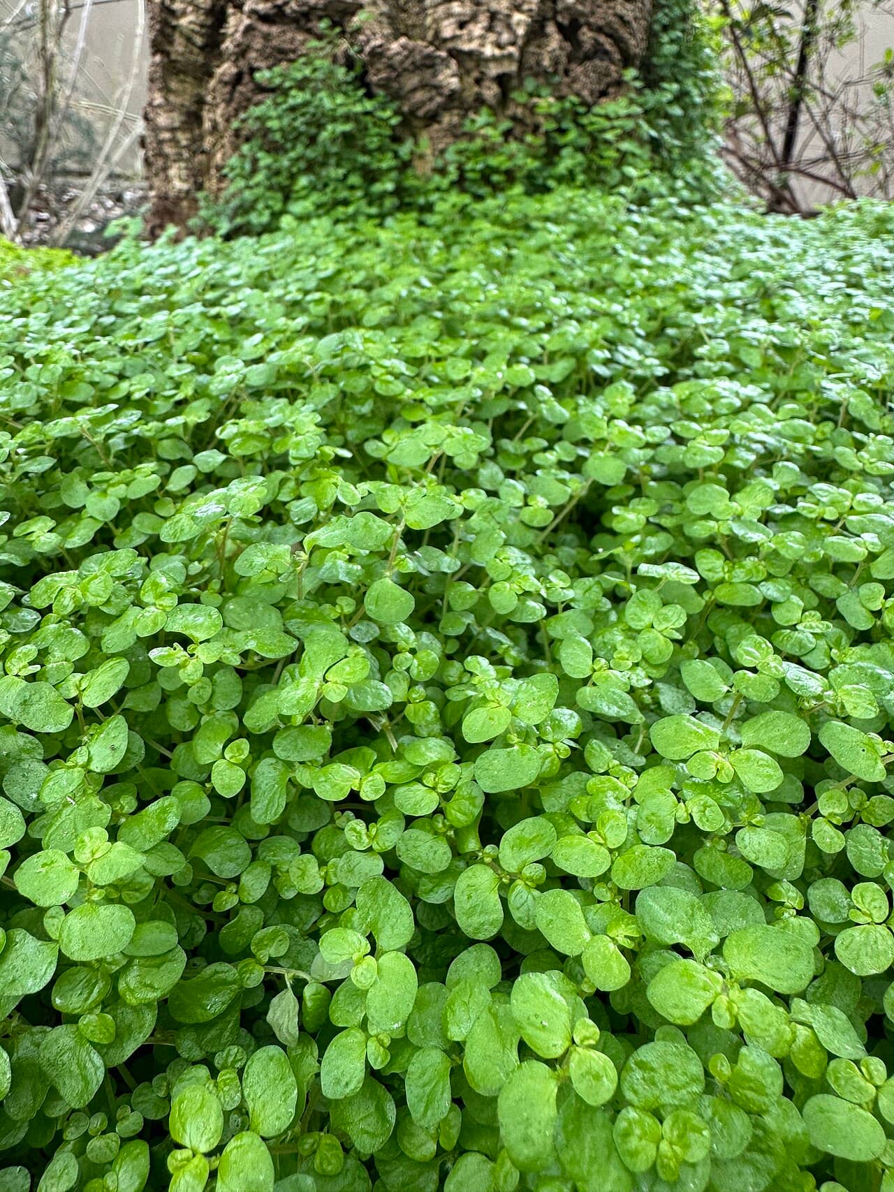 Baby's tears (Soleirolia soleirolii), the whole plant.