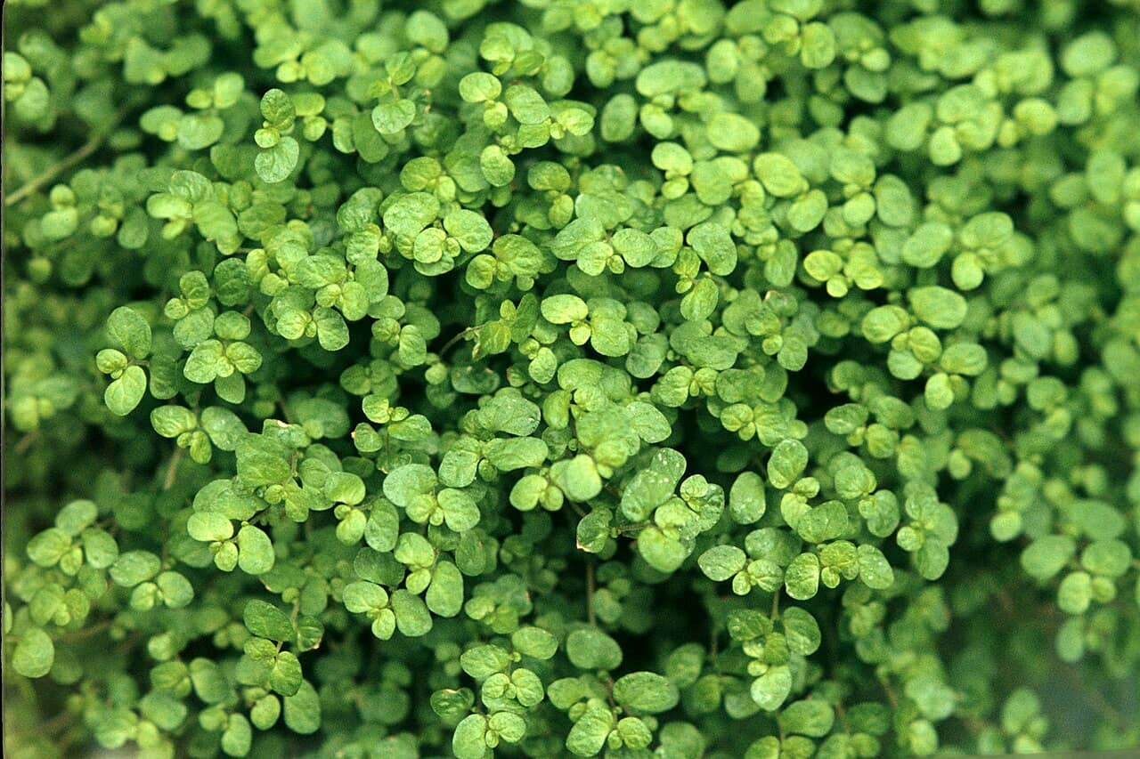 Close view of Baby's tears (Soleirolia soleirolii) foliage.