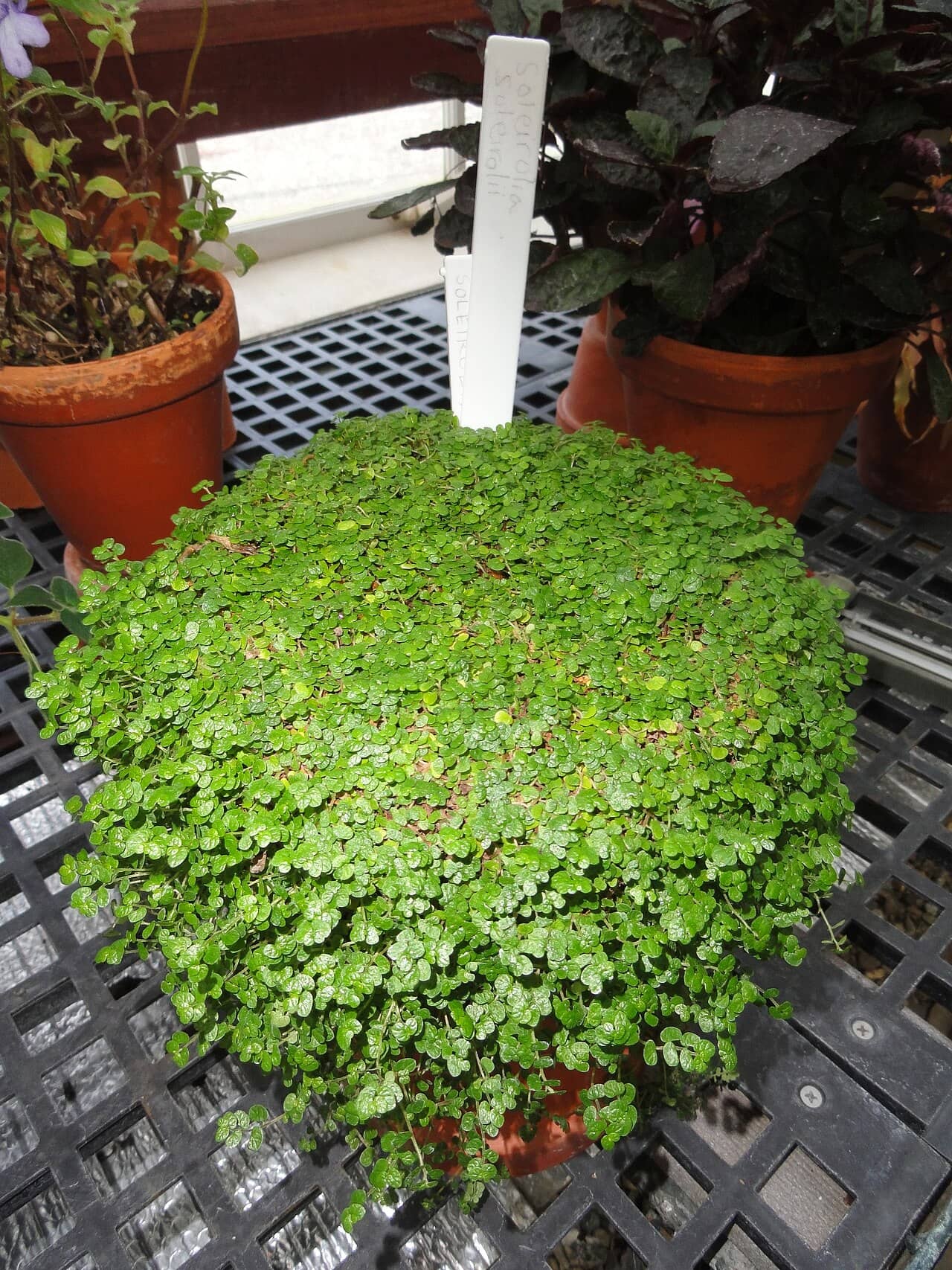 Baby's tears (Soleirolia soleirolii) growing in a pot.