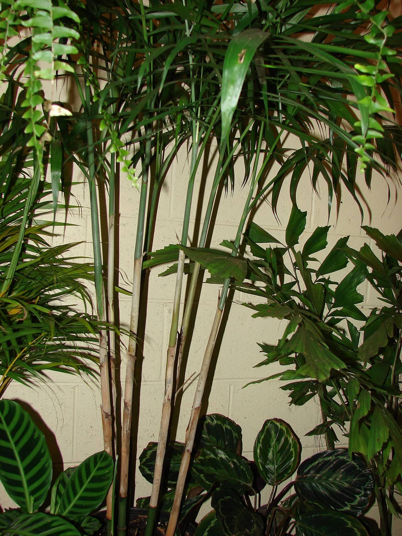 Bamboo Palm (Chamaedorea seifrizii), the whole plant.