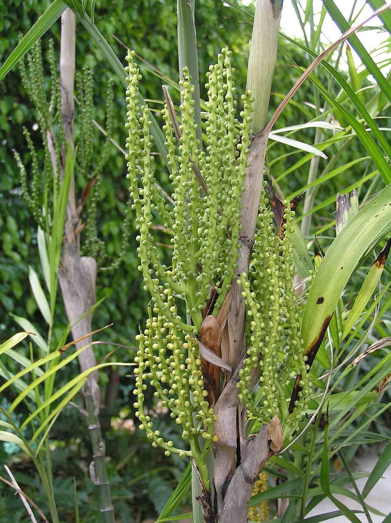 Flowers of Bamboo Palm (Chamaedorea seifrizii).