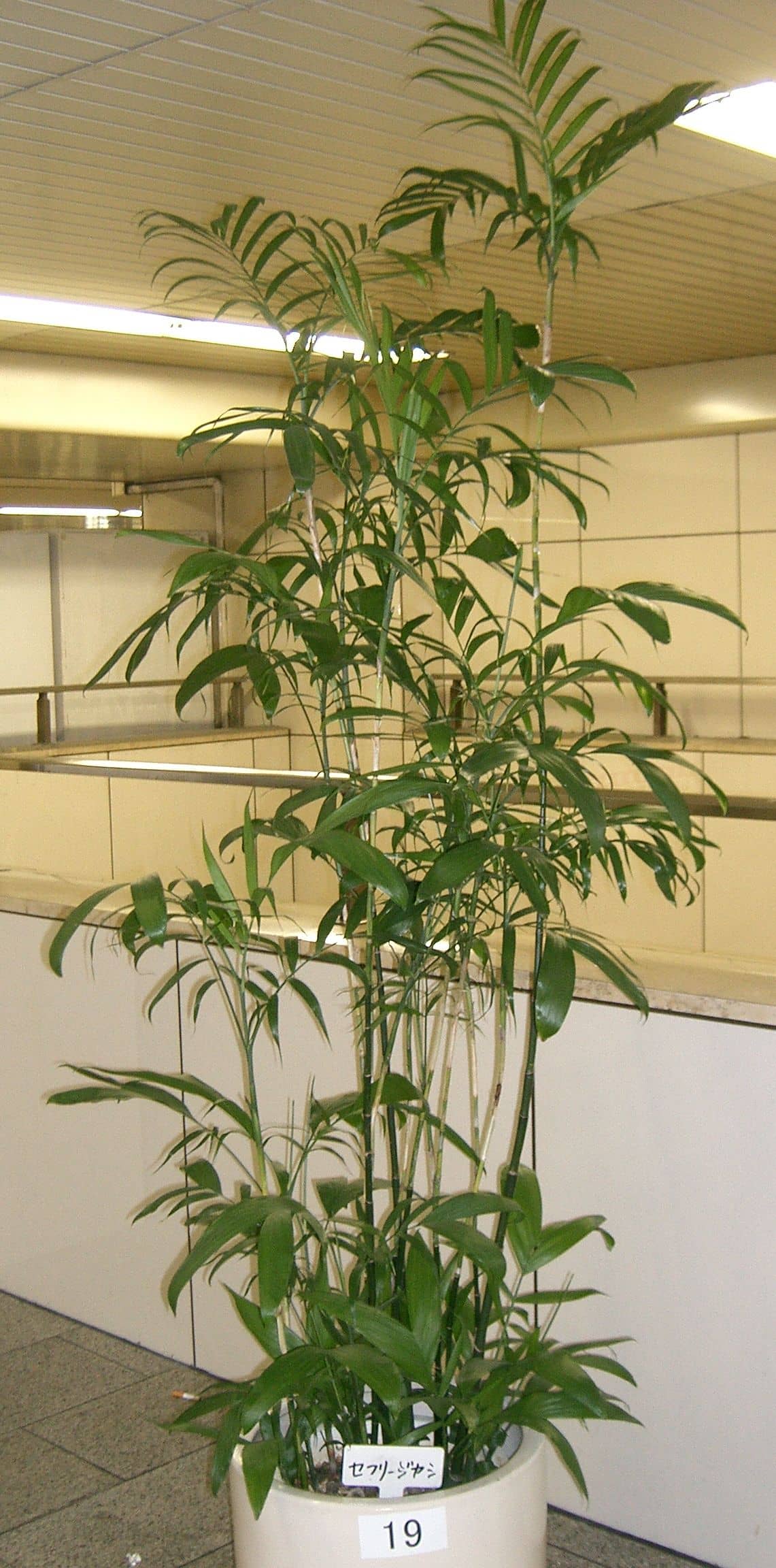 Bamboo Palm (Chamaedorea seifrizii) growing in a pot.
