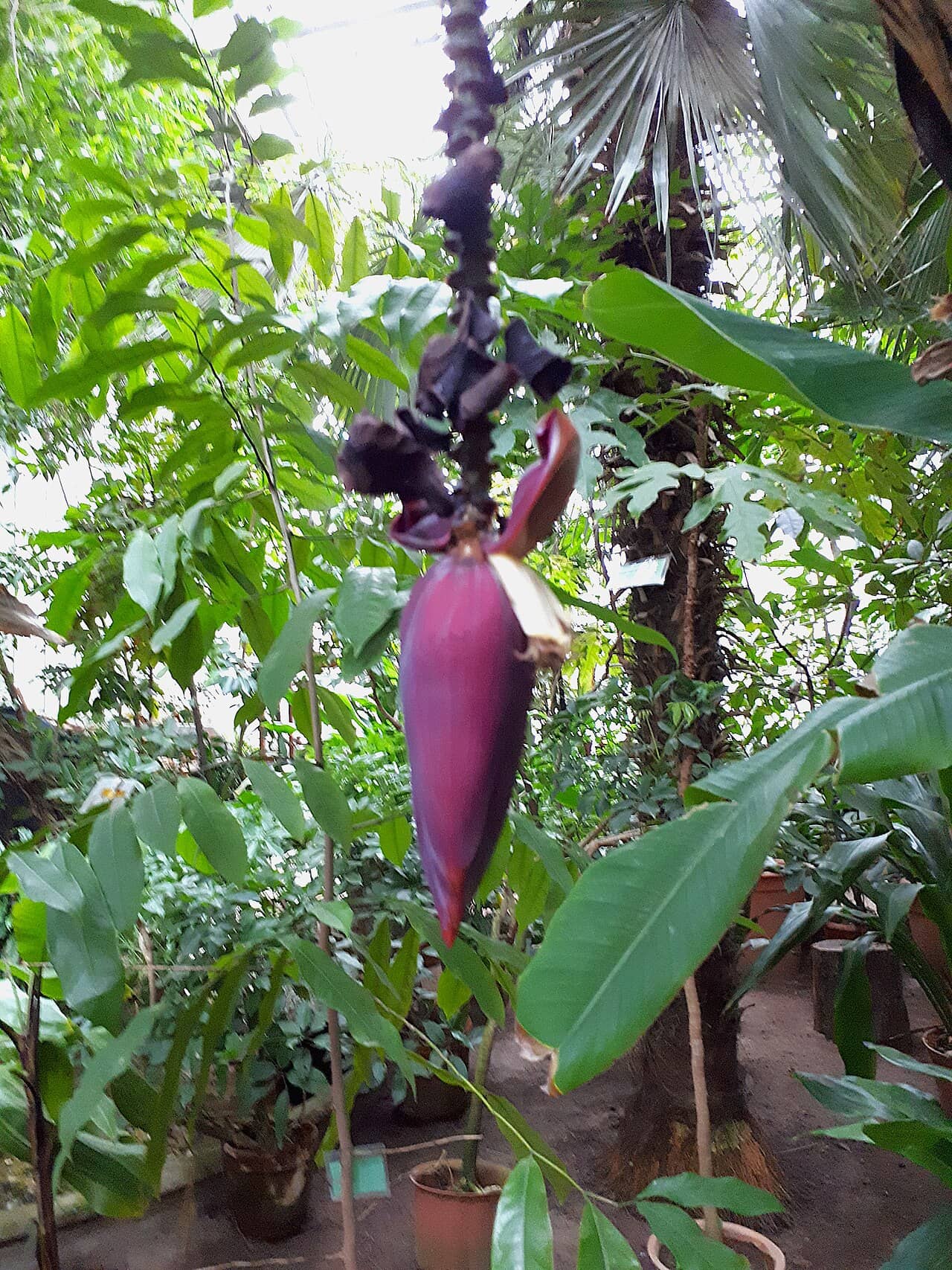 Banana (Musa acuminata), the whole plant.