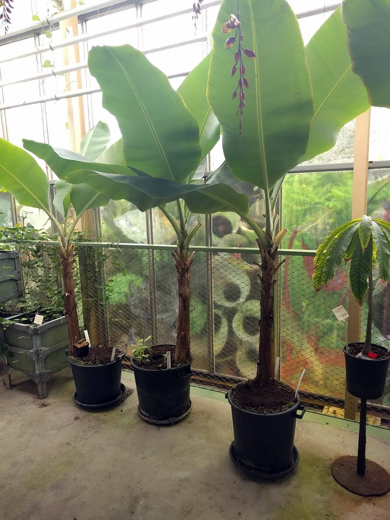 Banana (Musa acuminata) growing in a pot.