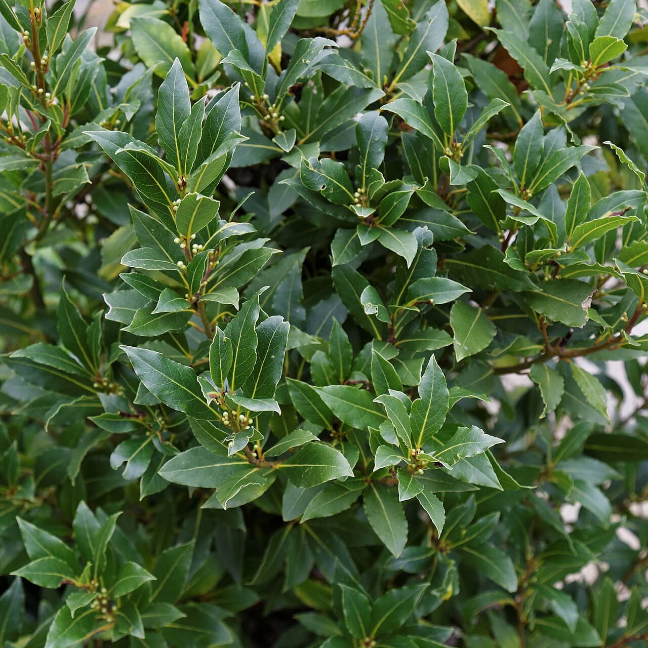 Close view of Bay laurel (Laurus nobilis) foliage.