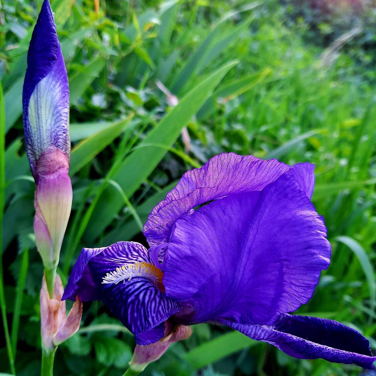 Bearded iris (Iris germanica), the whole plant.