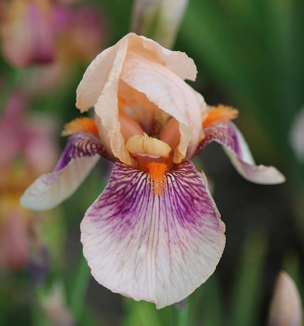 Flowers of Bearded iris (Iris germanica).