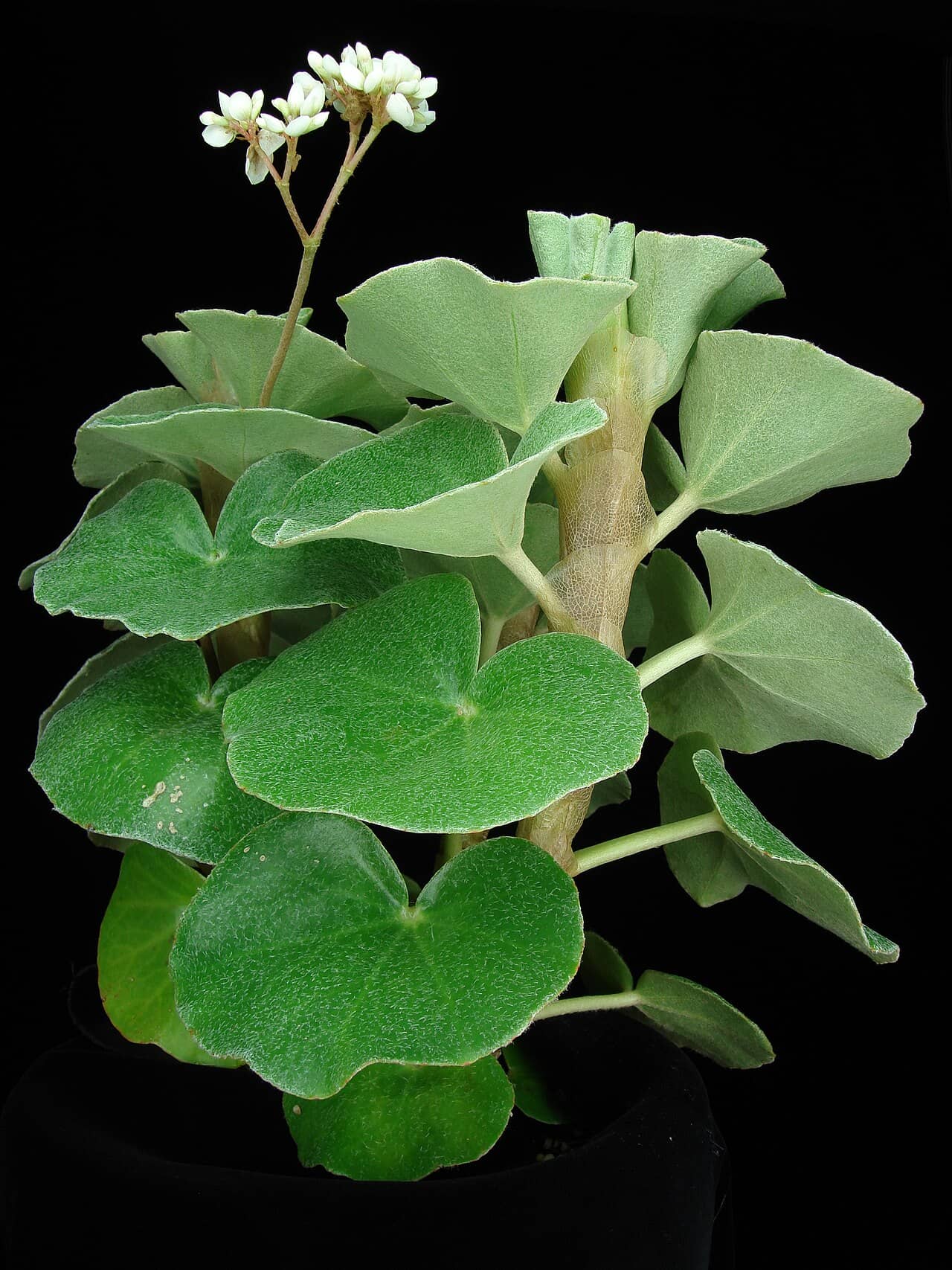 Begonia venosa (Begonia venosa), the whole plant.