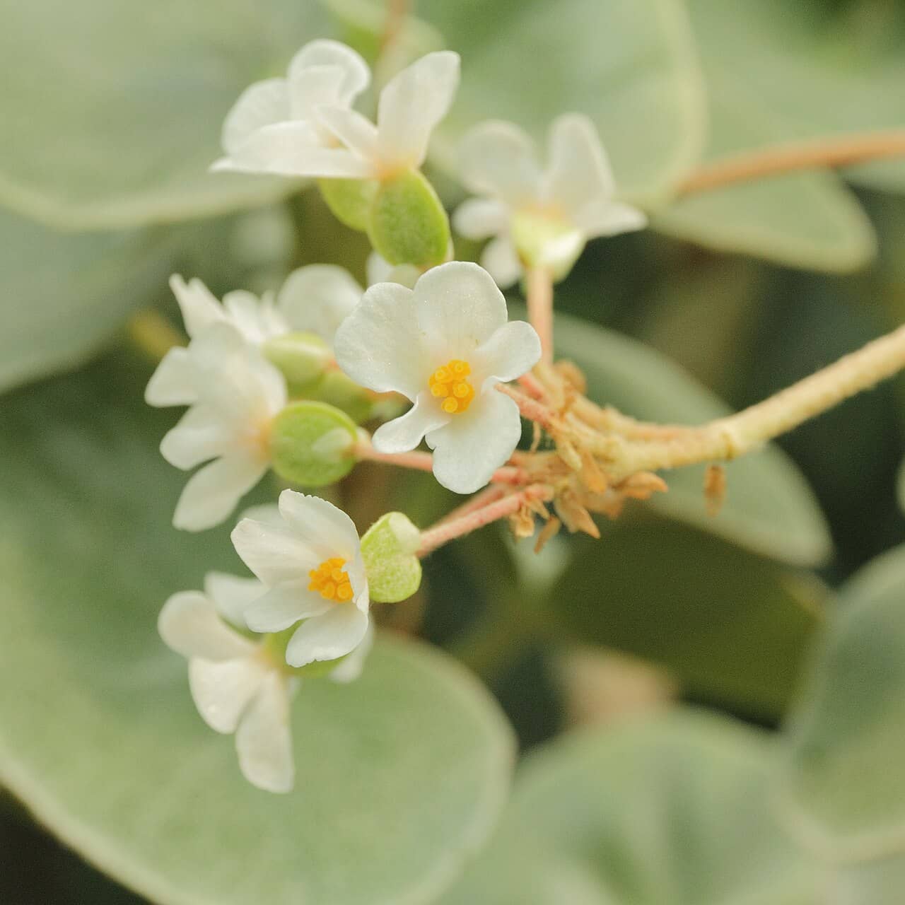 Flowers of Begonia venosa (Begonia venosa).