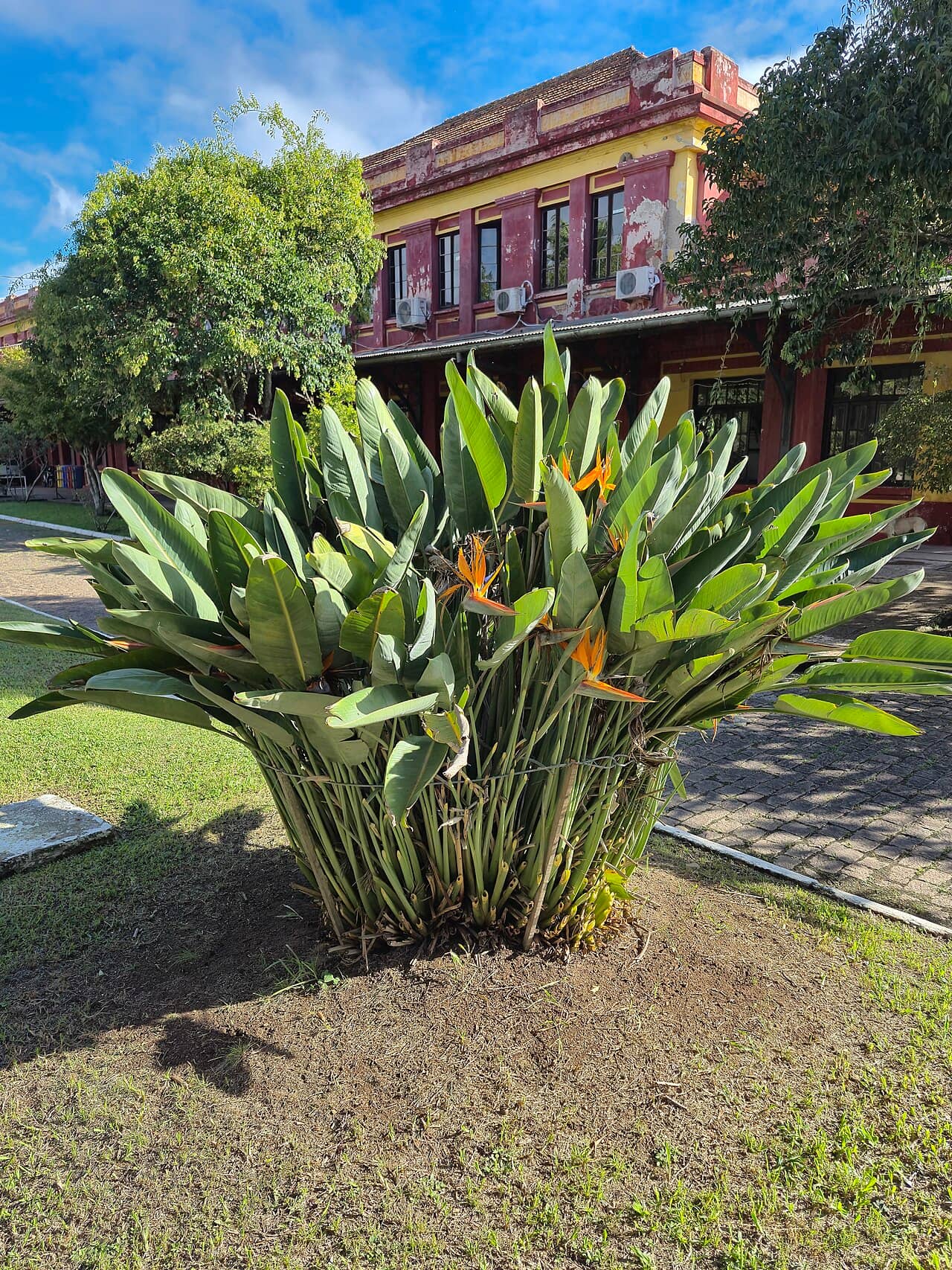 Bird of paradise (Strelitzia reginae), the whole plant.