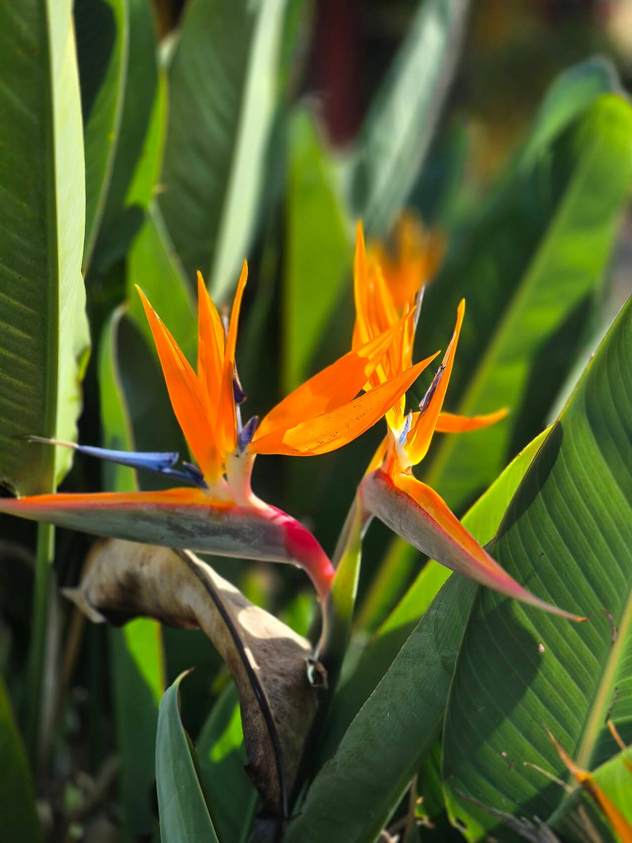 Flowers of Bird of paradise (Strelitzia reginae).