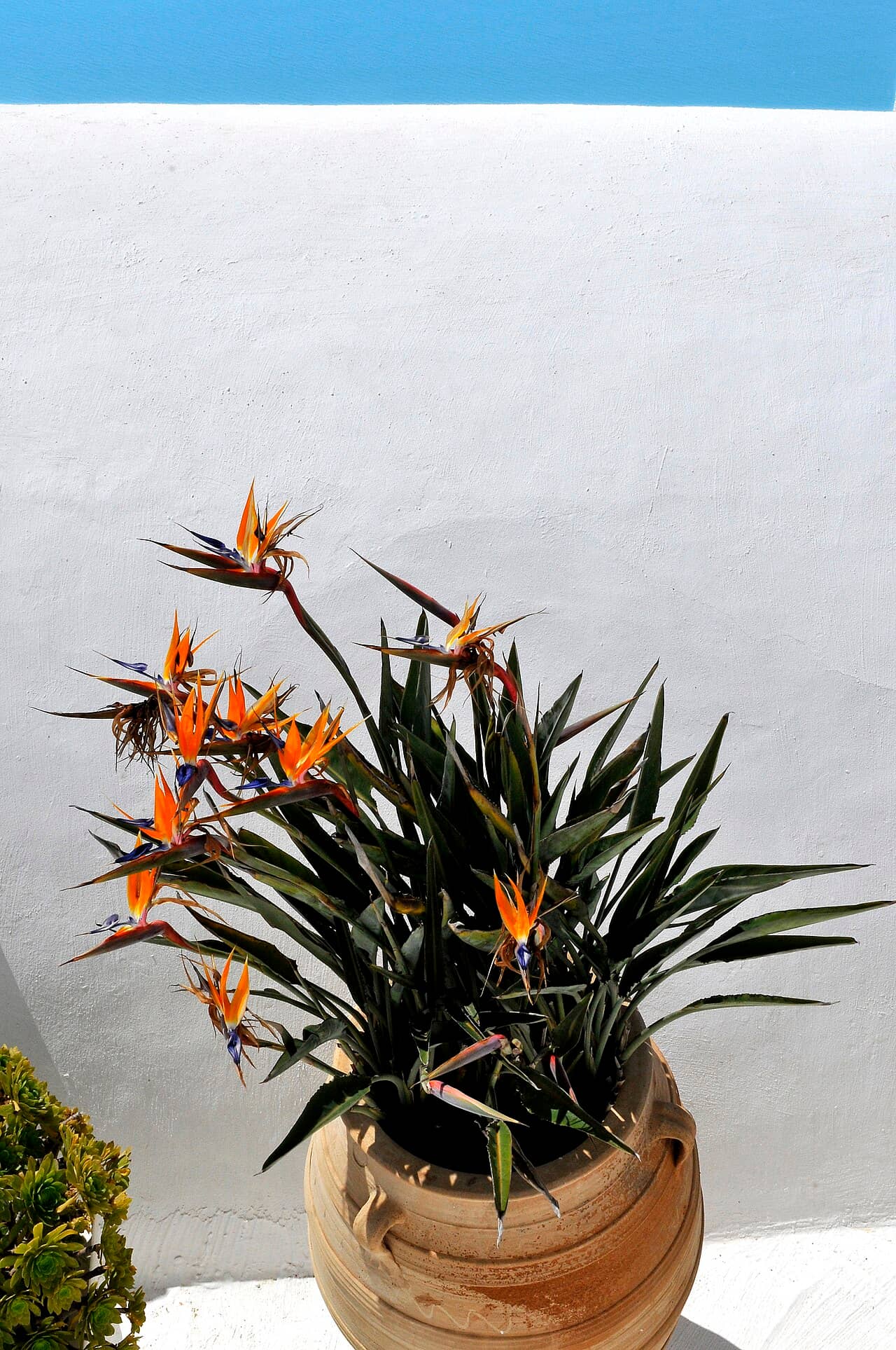 Bird of paradise (Strelitzia reginae) growing in a pot.