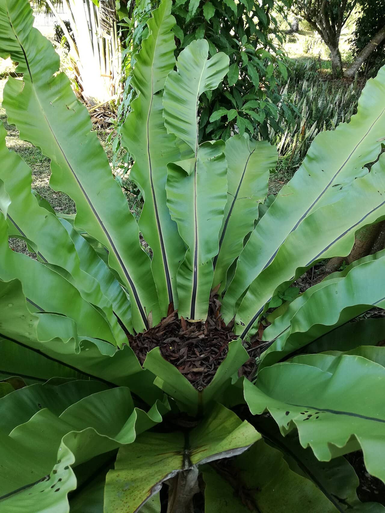 Bird's nest fern (Asplenium nidus), the whole plant.
