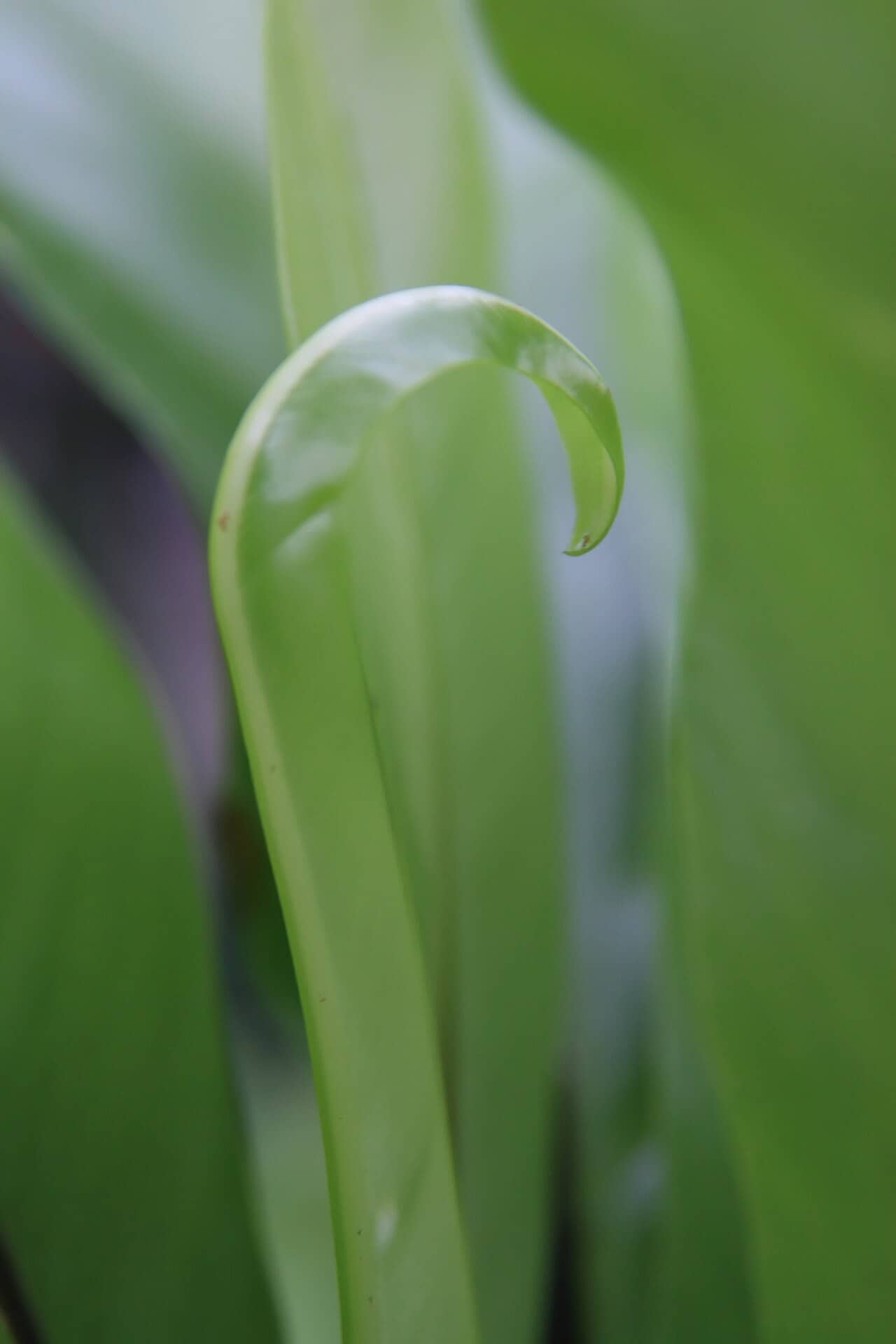 Close view of Bird's nest fern (Asplenium nidus) foliage.