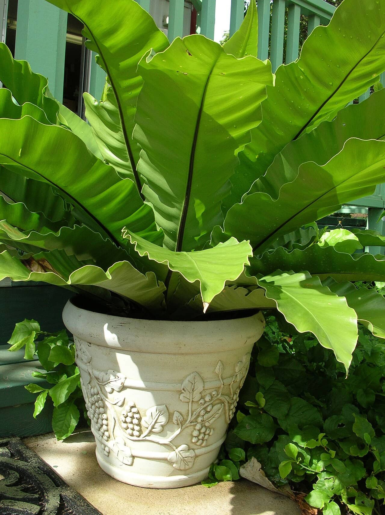 Bird's nest fern (Asplenium nidus) growing in a pot.