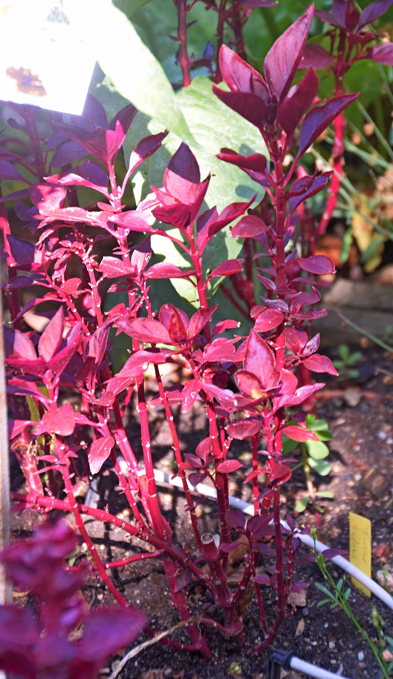 Blood Leaf (Iresine diffusa), the whole plant.